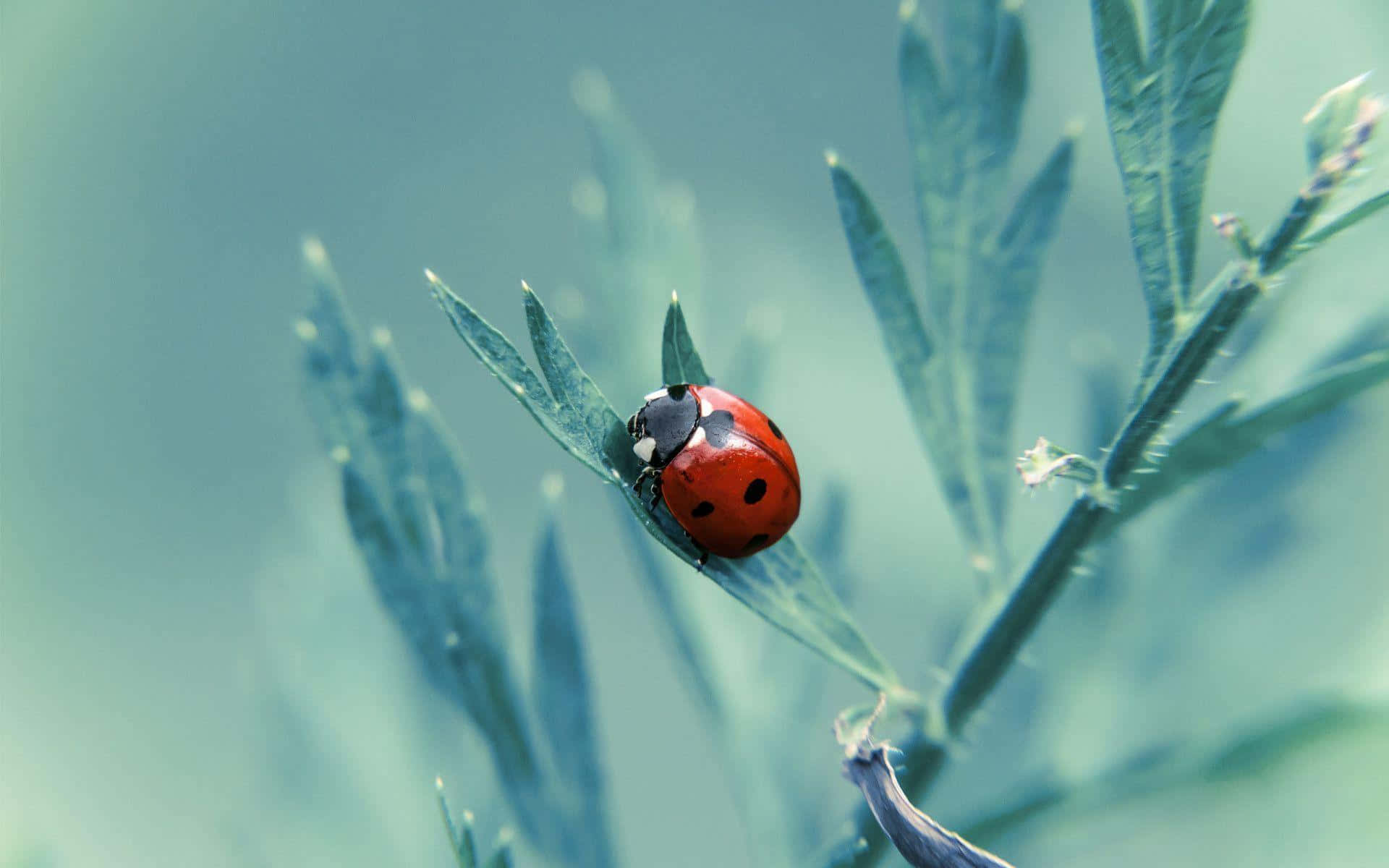 ladybug, red ladybug, black spots, Full HD Desktop Wallpaper