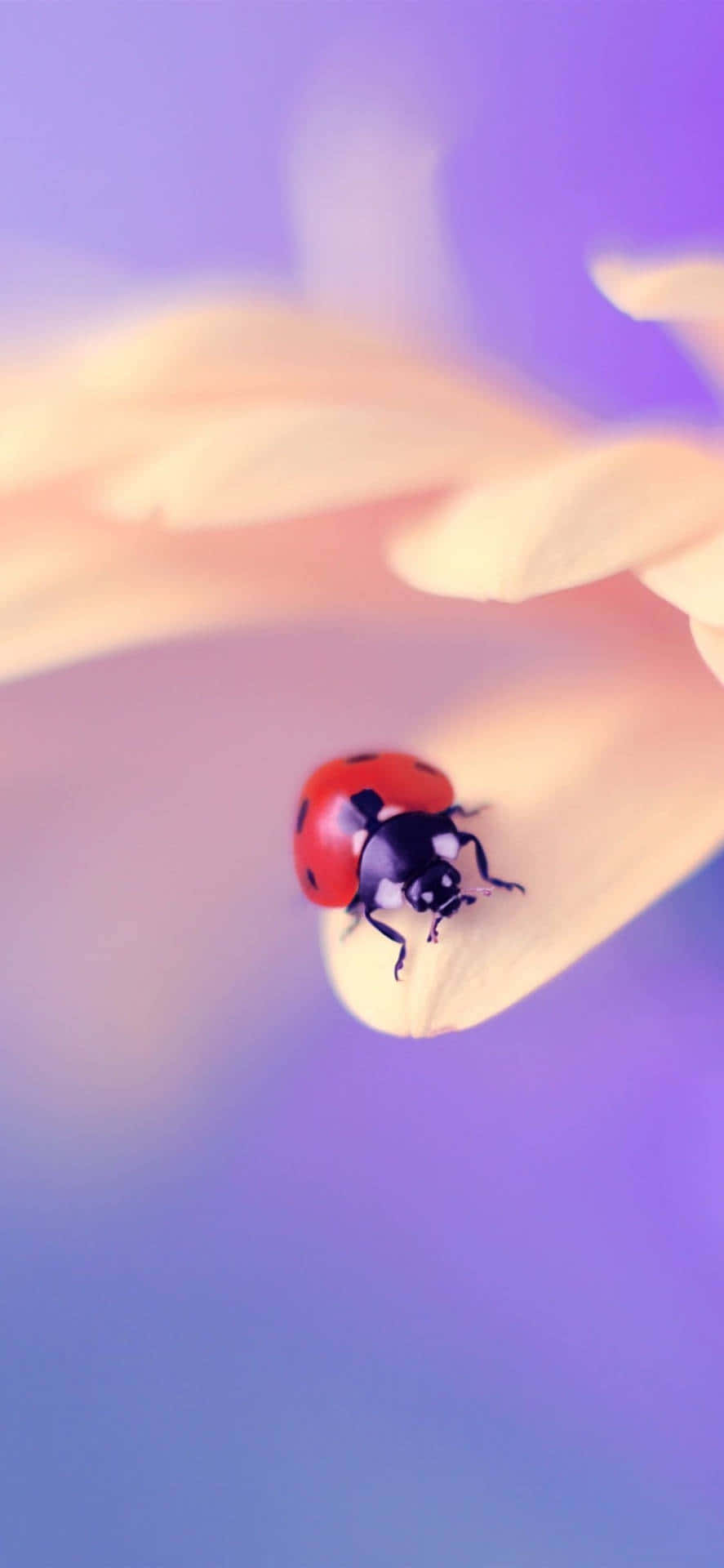 Ladybug iPhone, vibrant red ladybug, soft yellow petal, Full HD Phone Wallpaper