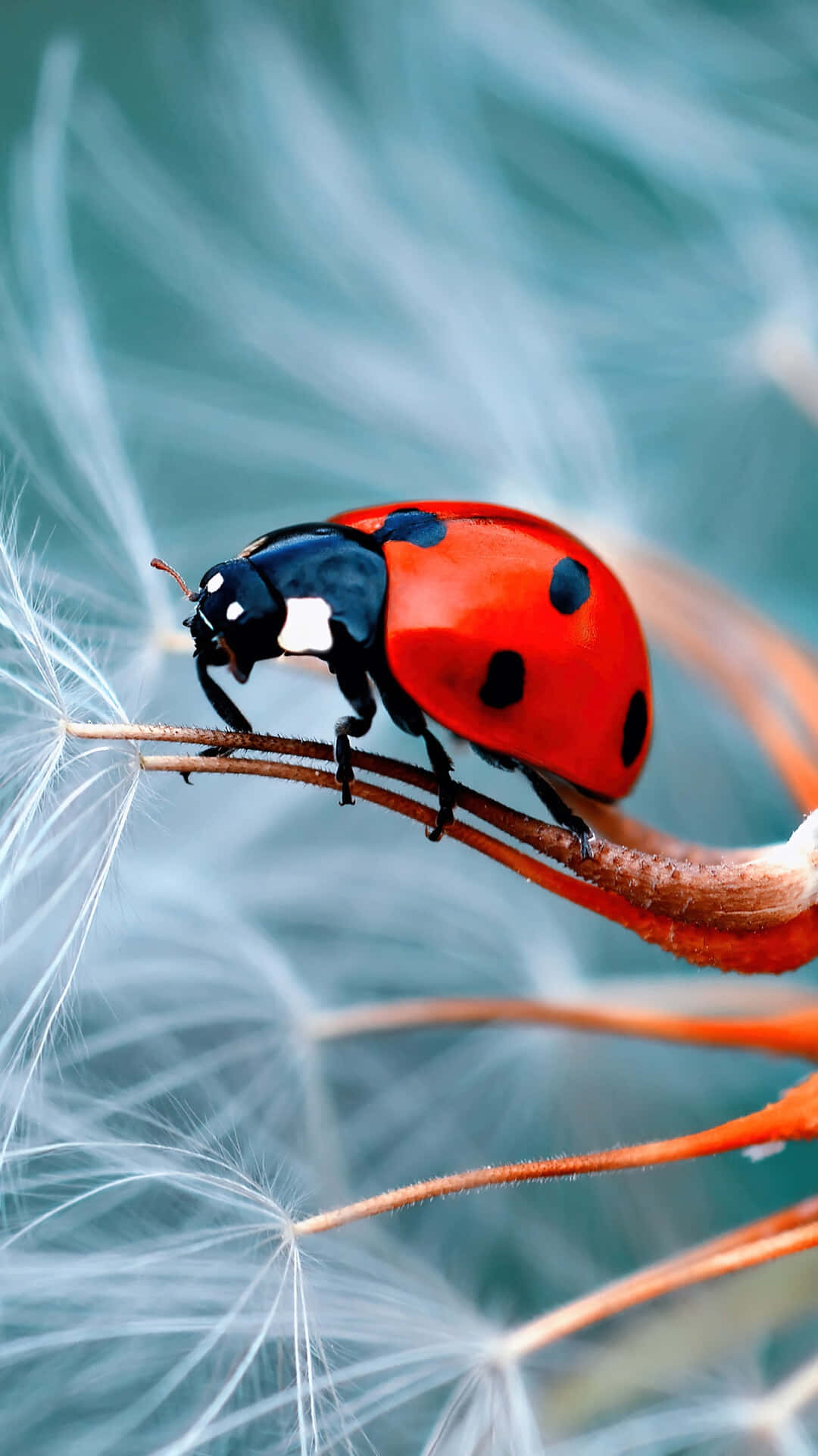 Ladybug iPhone, vibrant red ladybug, black spots, Full HD Phone Wallpaper