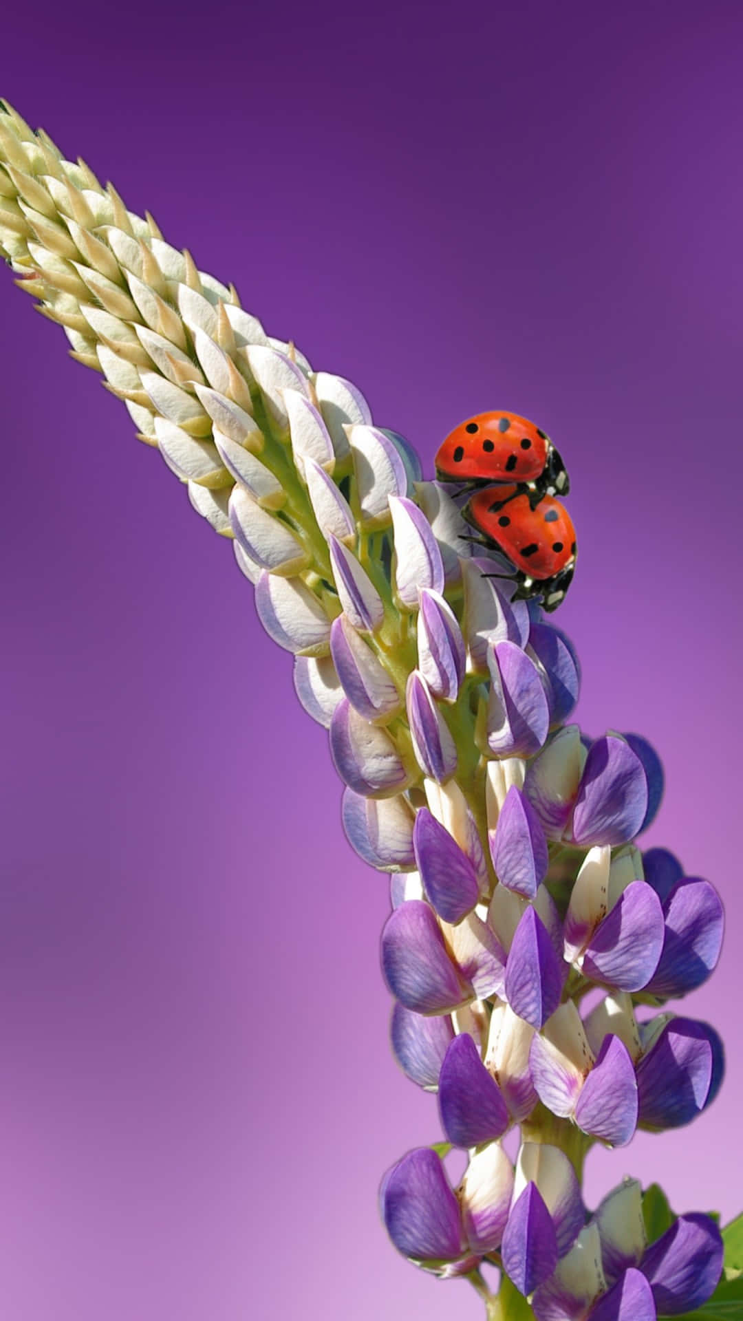ladybug, iPhone, vibrant purple, Full HD Phone Wallpaper