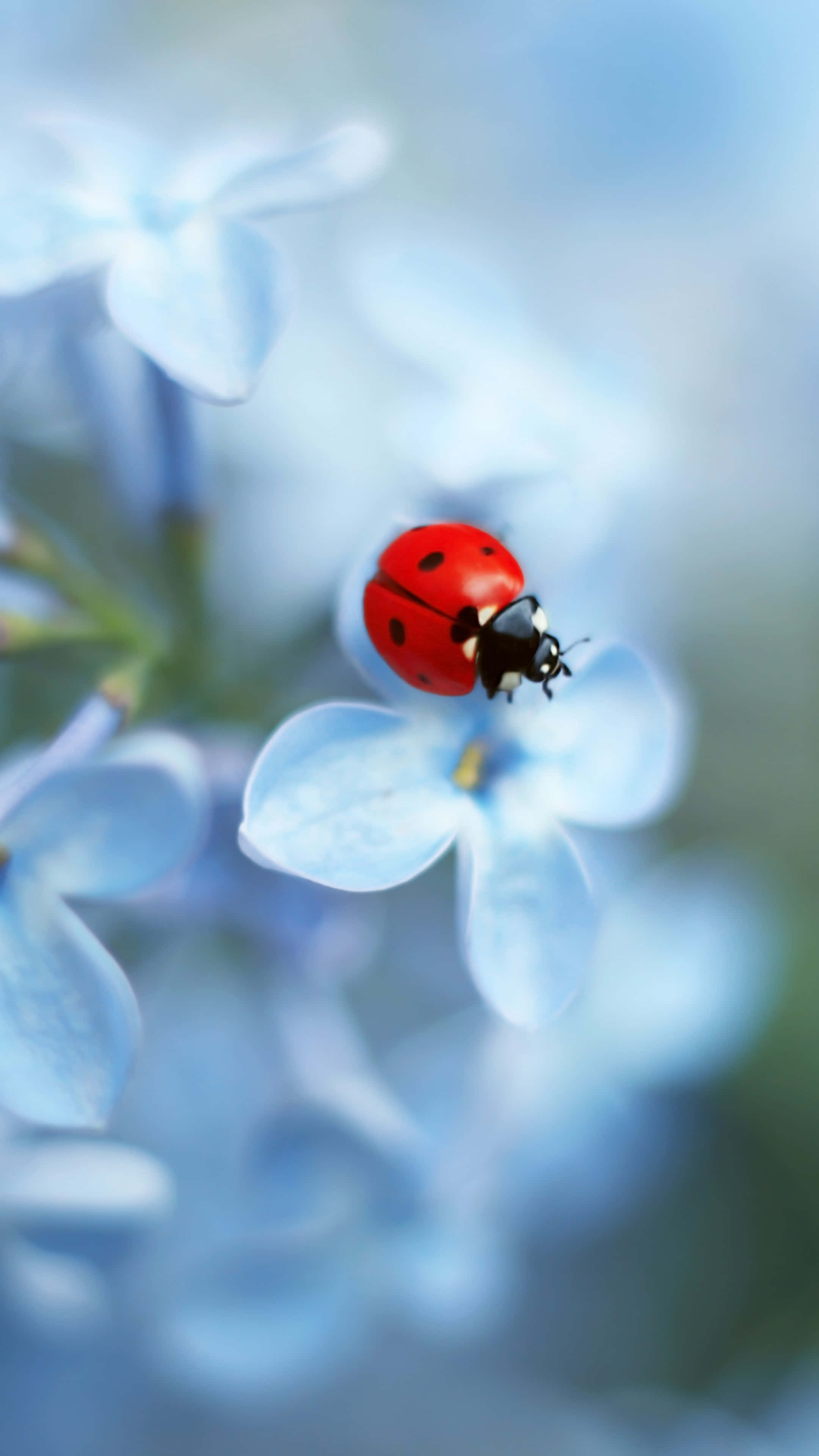 Ladybug iPhone, red ladybug, soft blue flower, 4K Phone Wallpaper