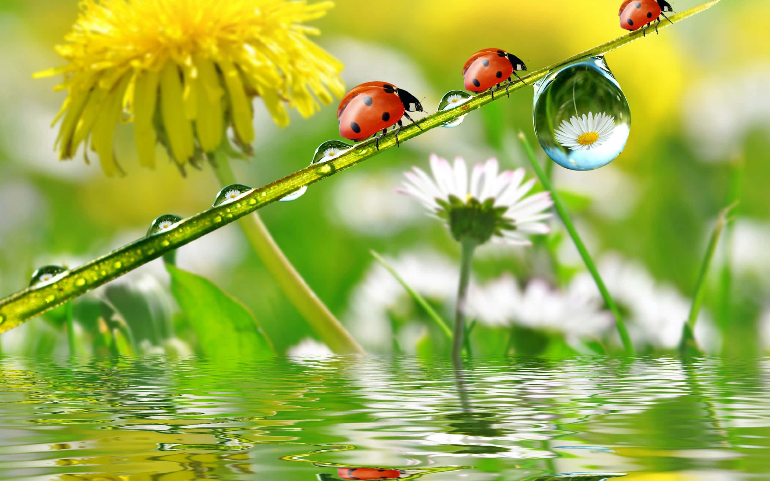 Ladybug iPhone, dew-drenched blade of grass, rippling water, 2K Desktop Wallpaper