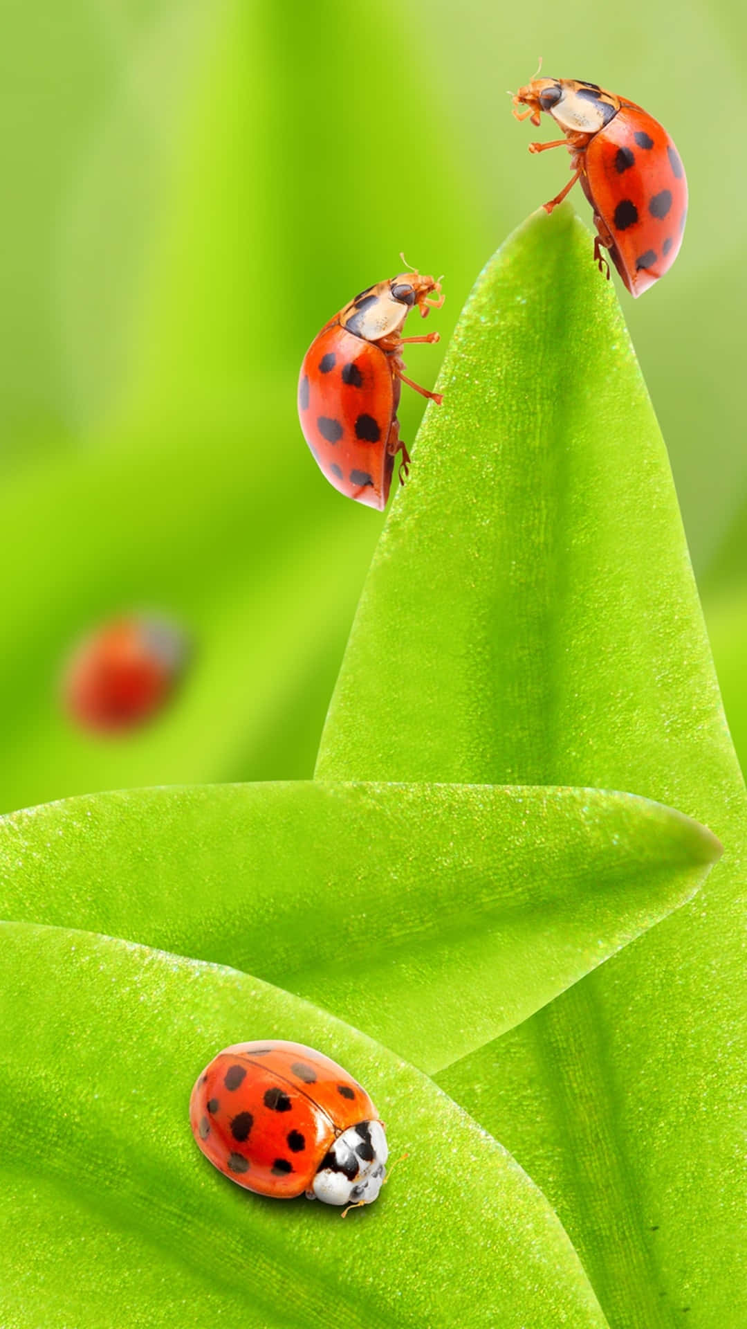 Ladybug iPhone, red ladybugs, black spots, Full HD Phone Wallpaper