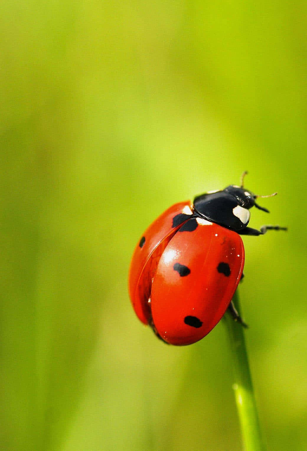 Ladybug iPhone, vibrant red ladybug, black spots, HD Phone Wallpaper