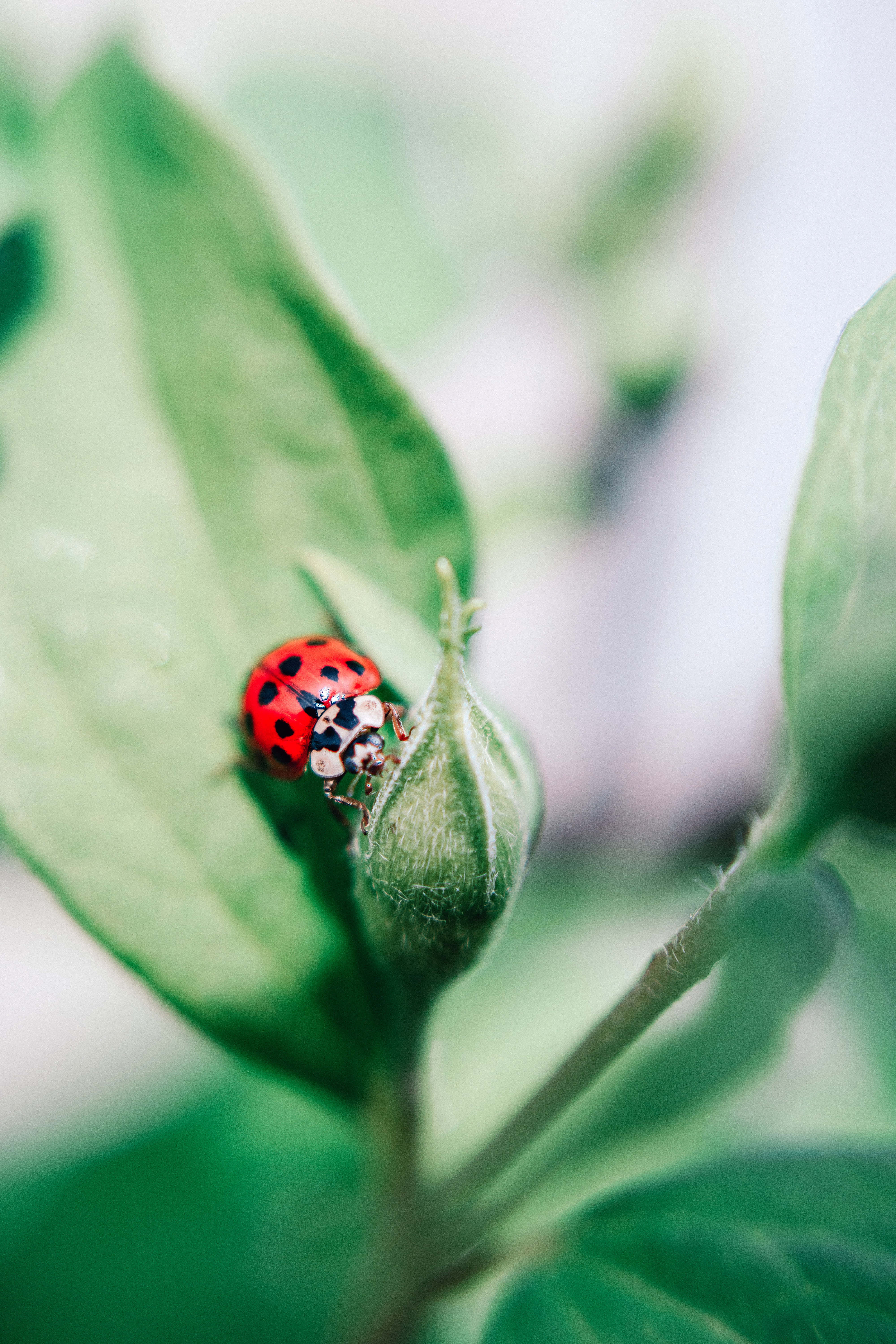 Ladybug, iPhone, vibrant red, 5K Phone Wallpaper