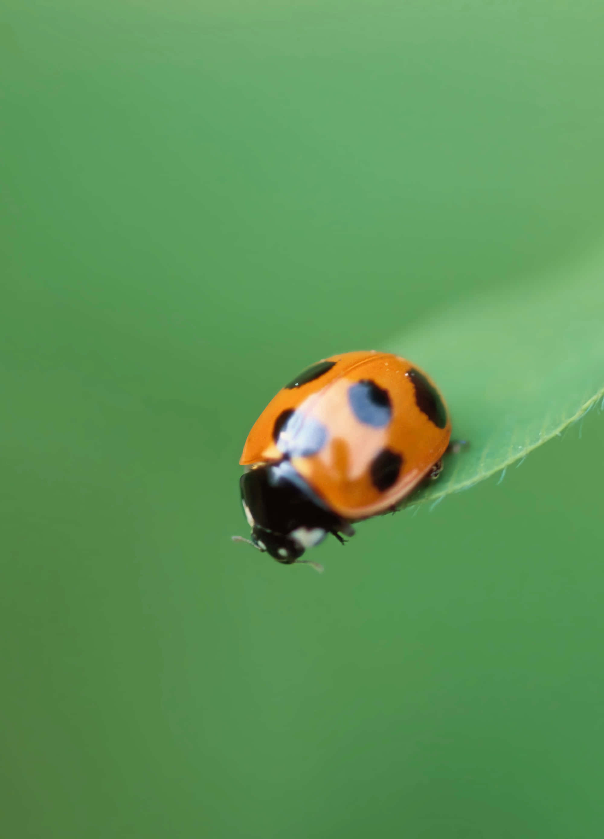 Ladybug iPhone, orange ladybug, black spots, 2K Phone Wallpaper