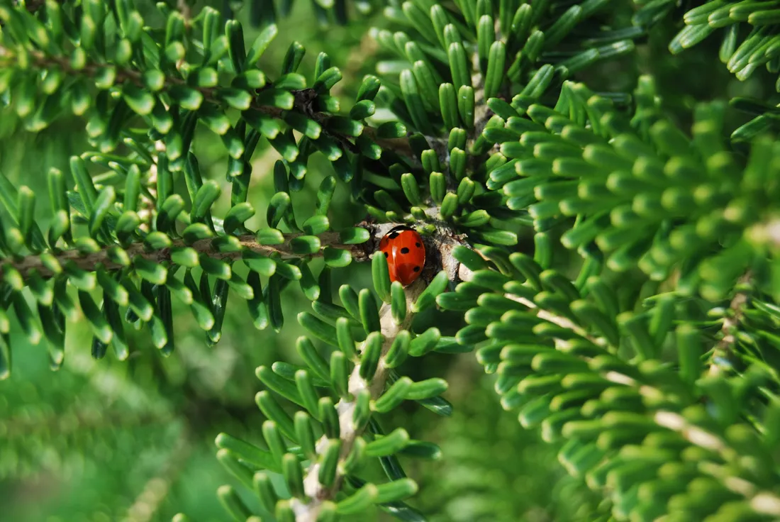 Ladybug Wallpapers