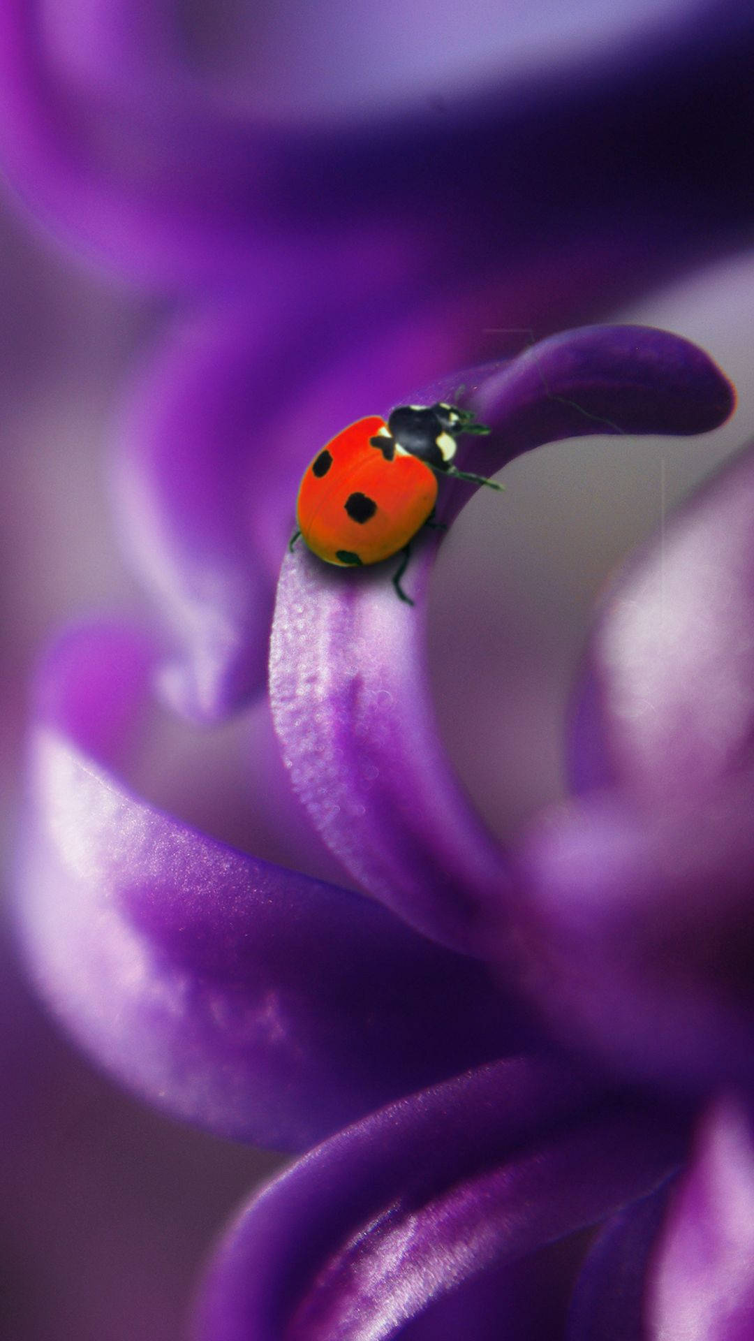 Ladybug, red ladybug, black spots, Full HD Phone Wallpaper