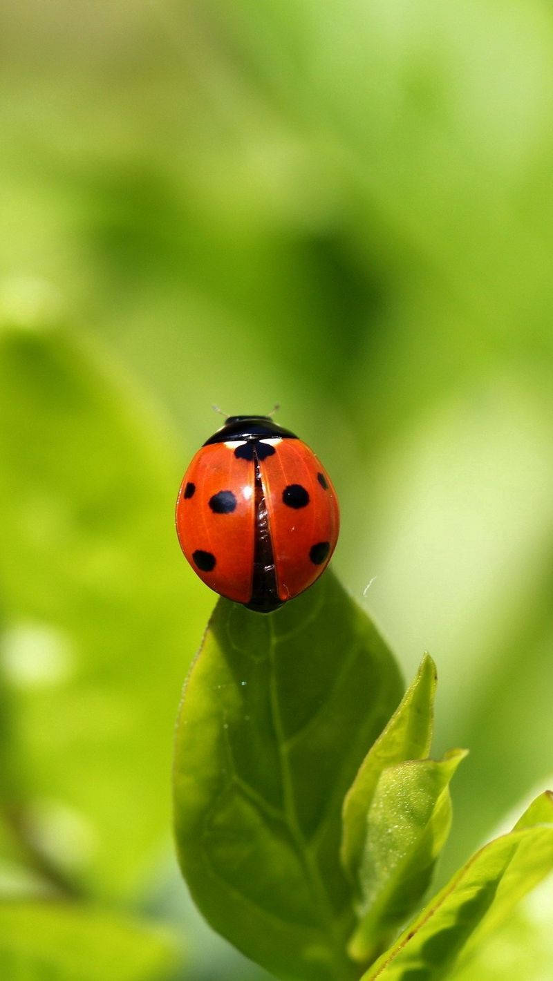 Ladybug, red ladybug, black spots, HD Phone Wallpaper