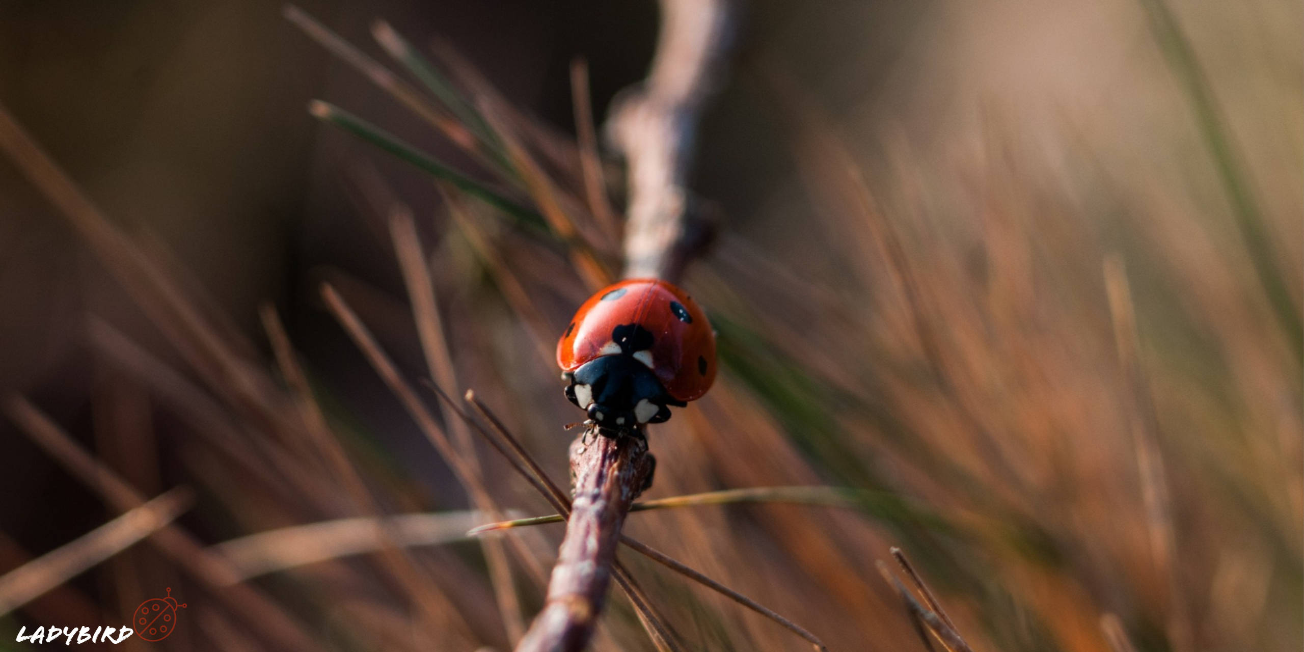 ladybird beetle, pine needle, golden-brown grassy background, 2K Desktop Wallpaper