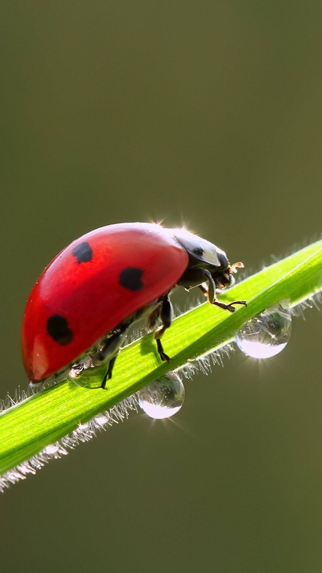 Ladybug, red, black spots, Full HD Phone Wallpaper