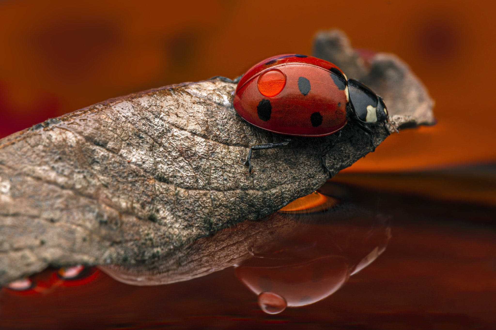 Ladybug, red, black spots, Full HD Desktop Wallpaper