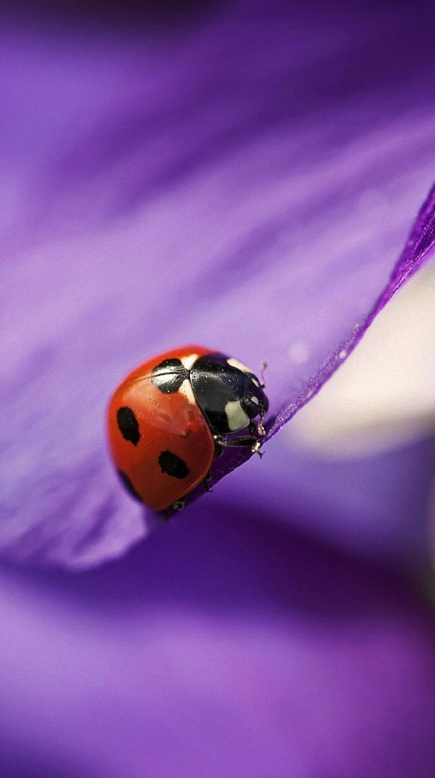 ladybug, red ladybug, black spots, HD Phone Wallpaper