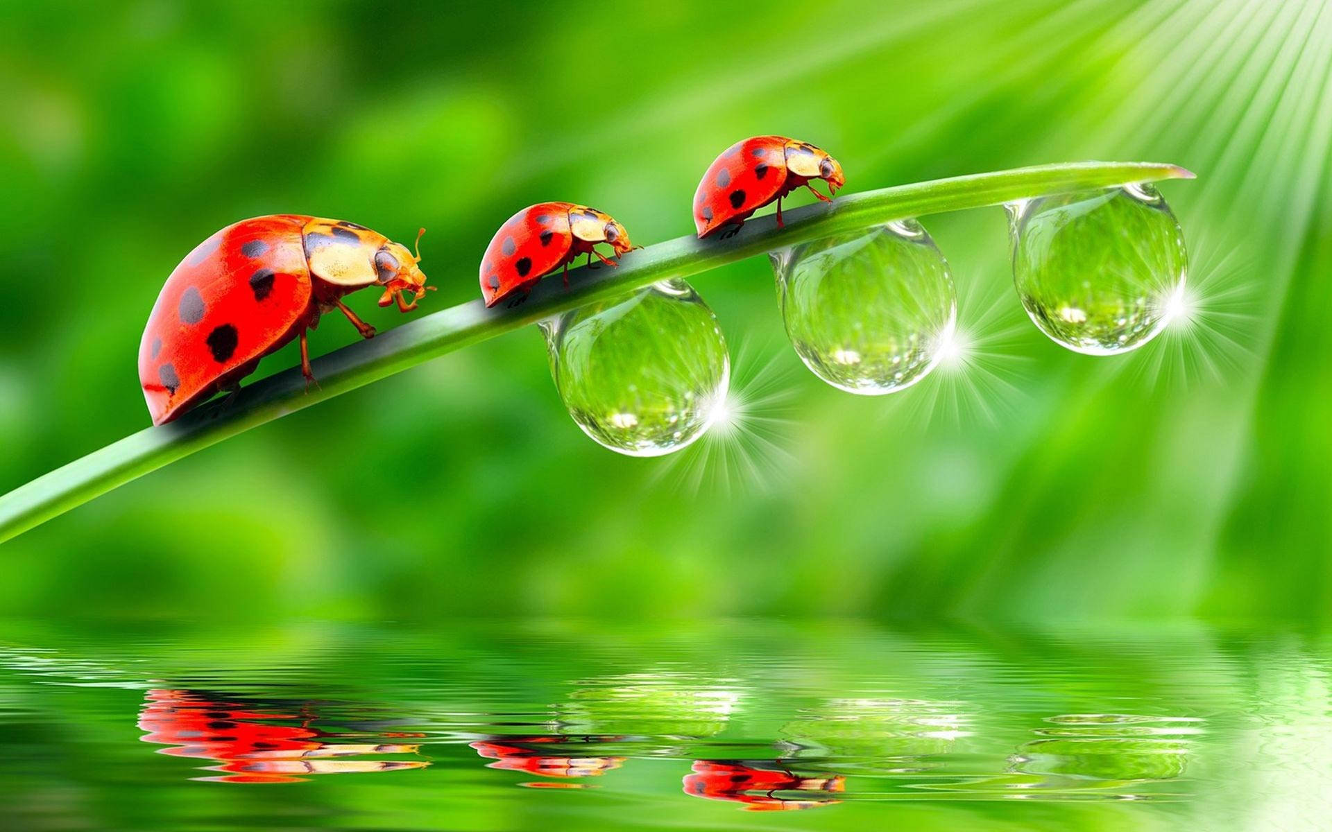 ladybug, red ladybugs, dew-drenched blade of grass, Full HD Desktop Wallpaper