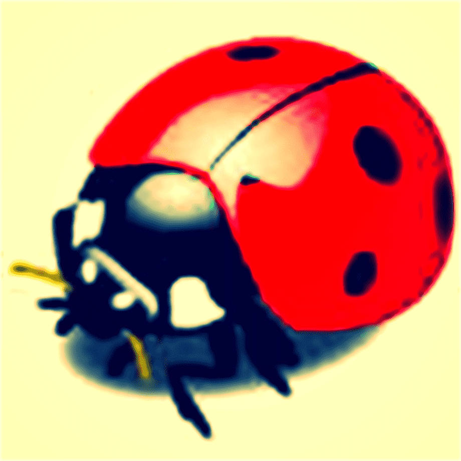 Ladybug, red ladybug, black spots, SD Desktop Wallpaper