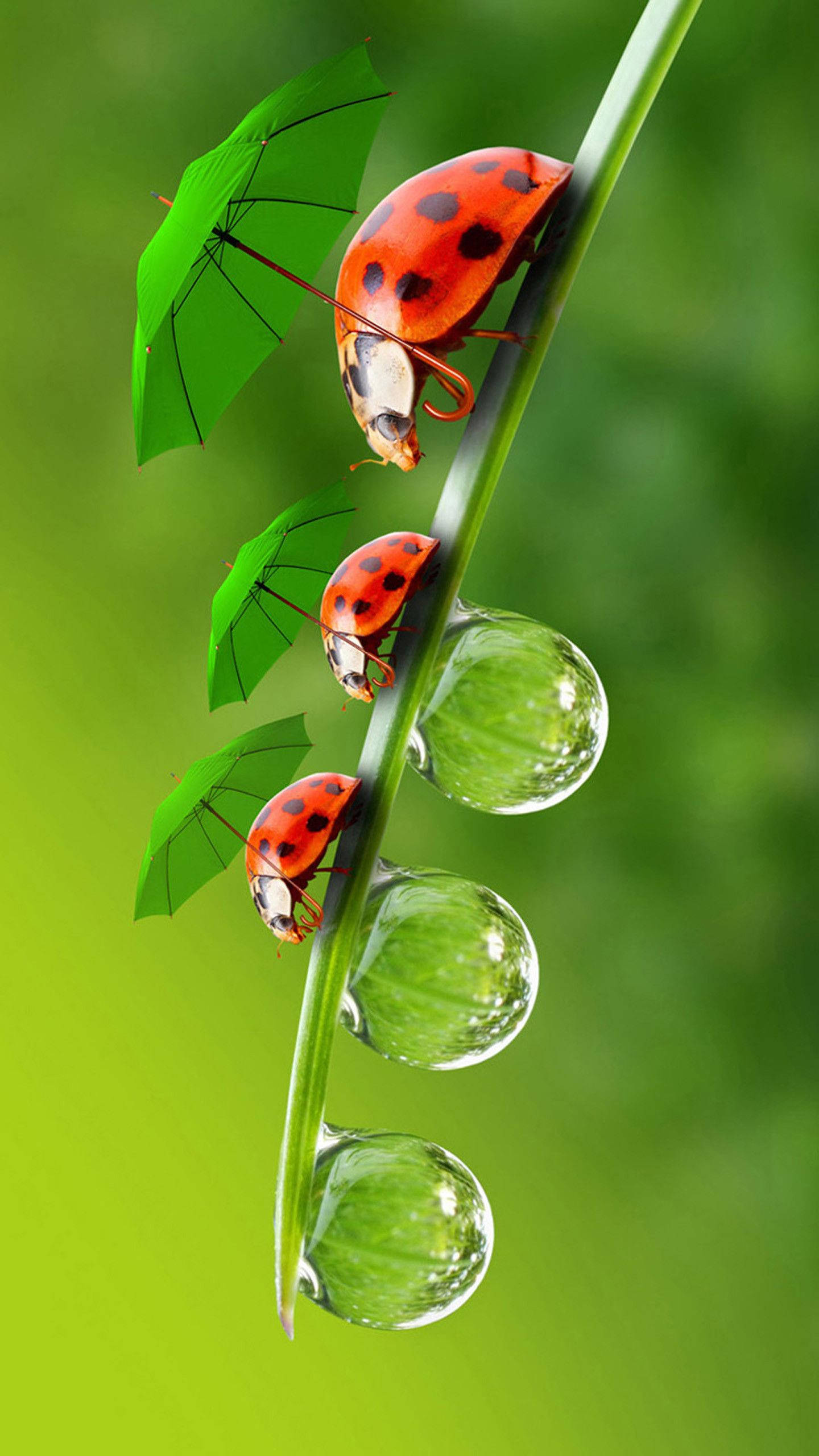 ladybug, green umbrellas, dew-dripping blade of grass, 2K Phone Wallpaper