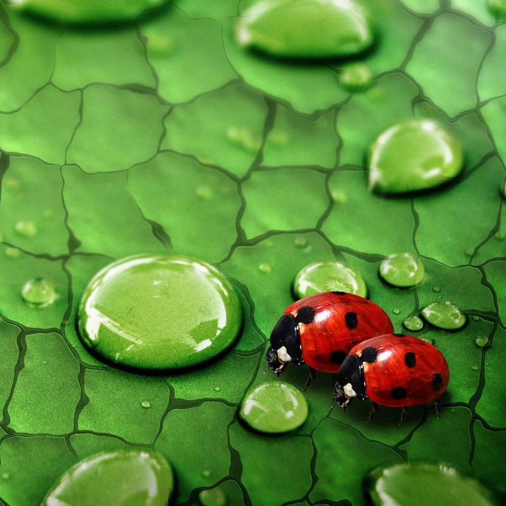 ladybug, red ladybugs, vibrant green leaf, SD Desktop Wallpaper