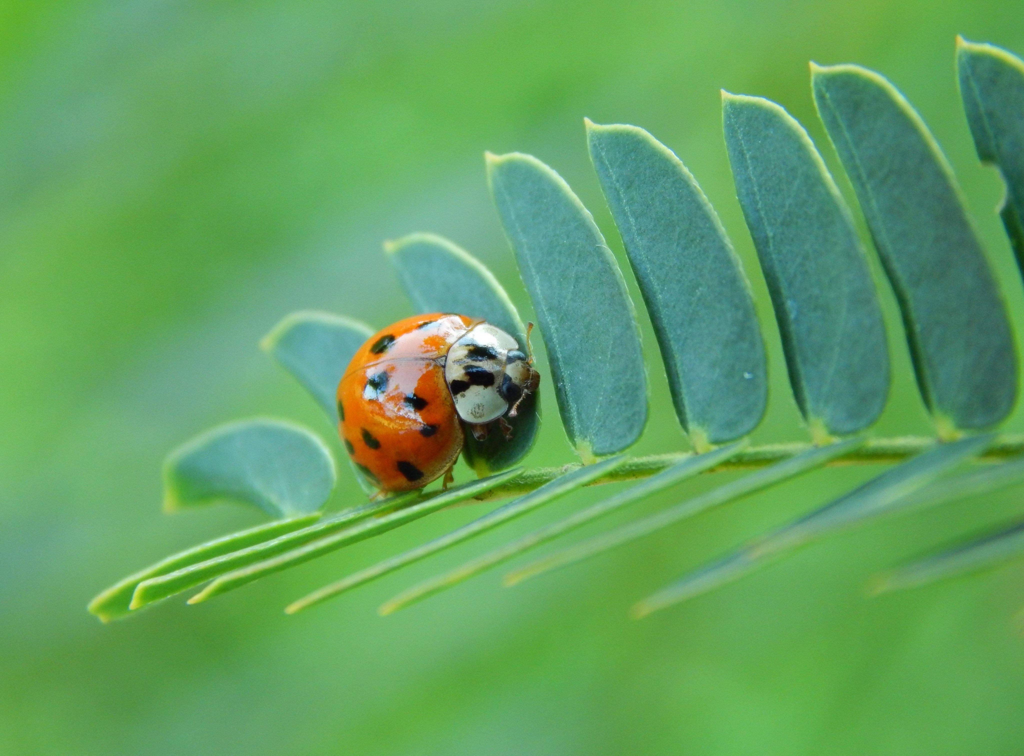 Ladybug, orange, black spots, 4K Desktop Wallpaper