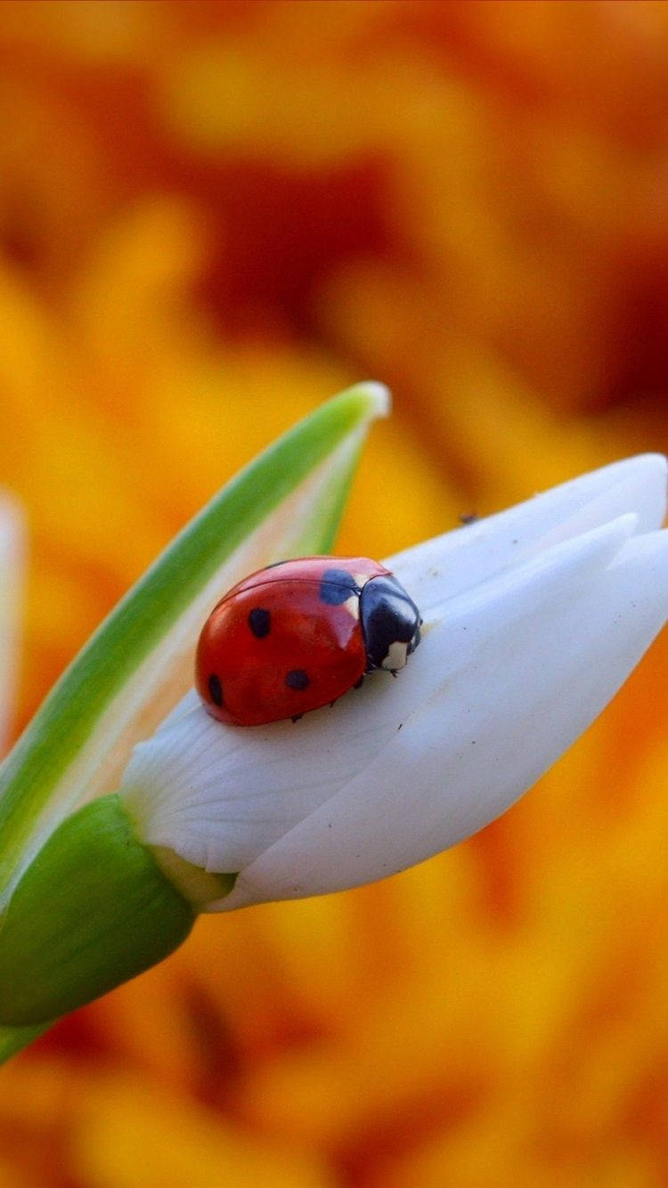 Ladybug, white flower petal, warm orange blurred background, HD Phone Wallpaper