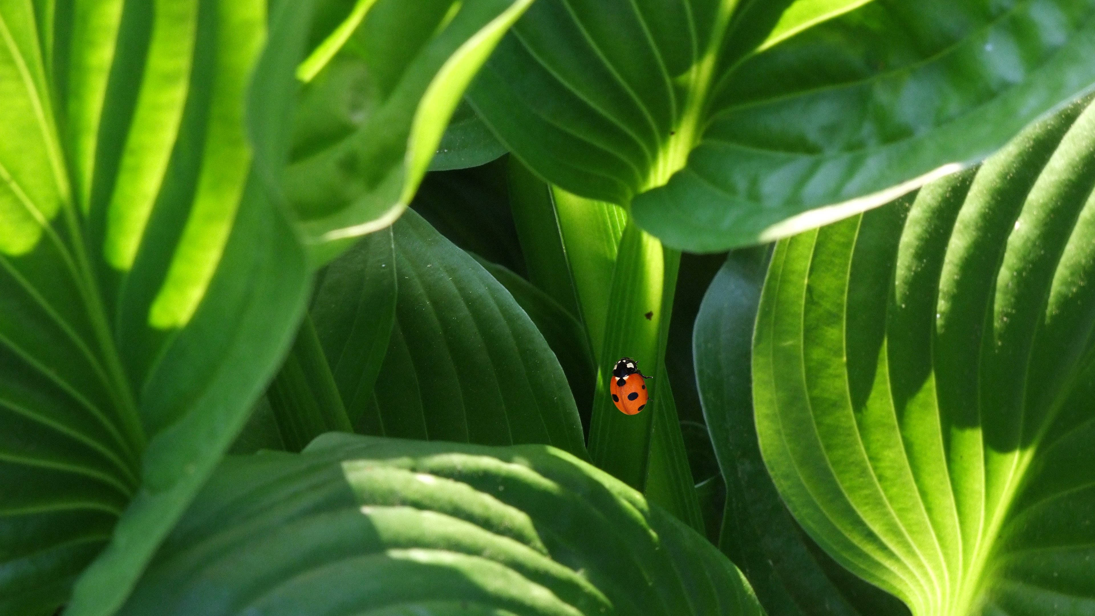 ladybug, green hostas, sunlit green leaf, 4K Desktop Wallpaper
