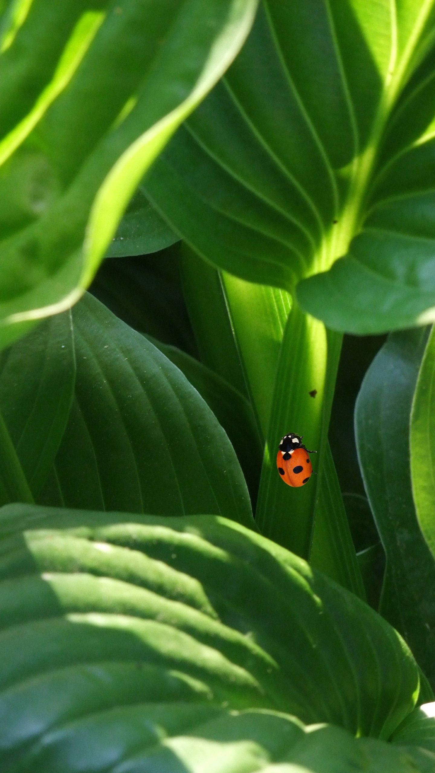 ladybug, red, black spots, 2K Phone Wallpaper