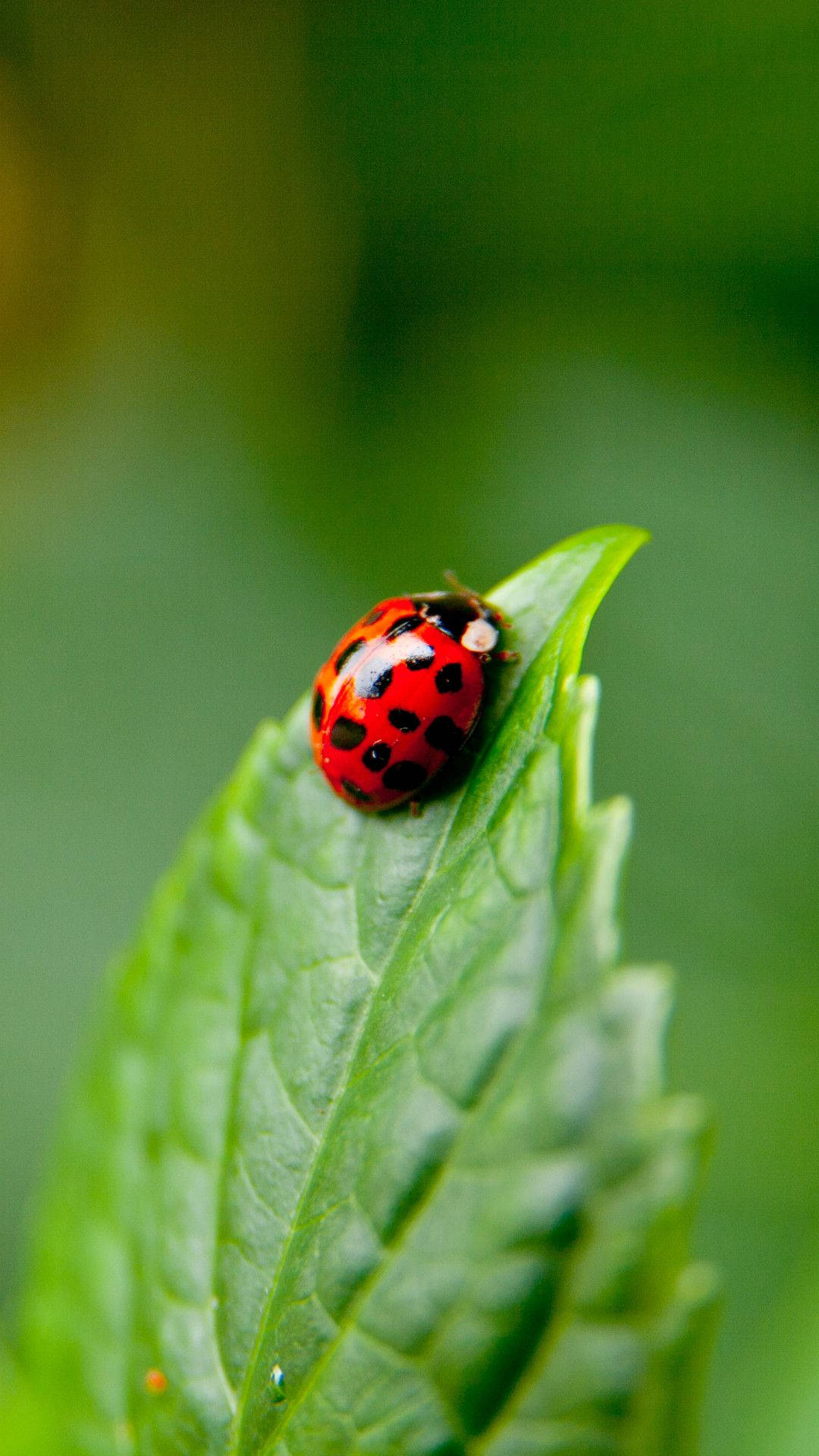 Ladybug, red ladybug, black spots, Full HD Phone Wallpaper