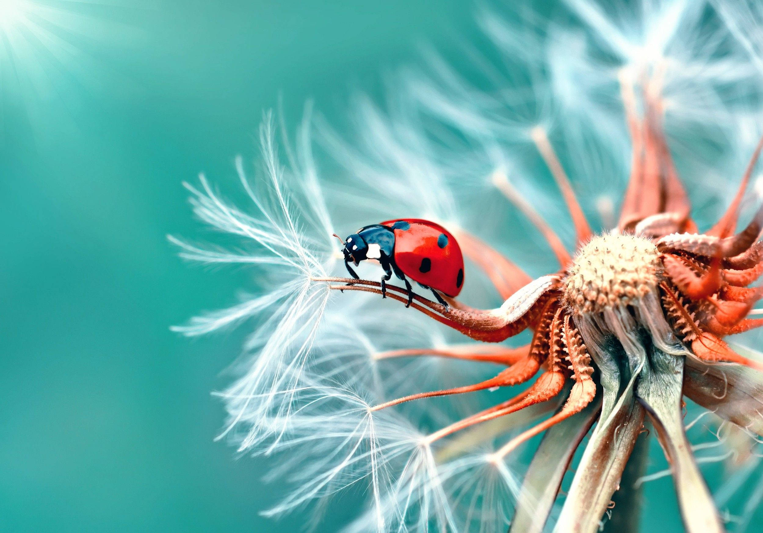 dandelion seed head, vibrant red ladybug, soft teal background, Full HD Desktop Wallpaper