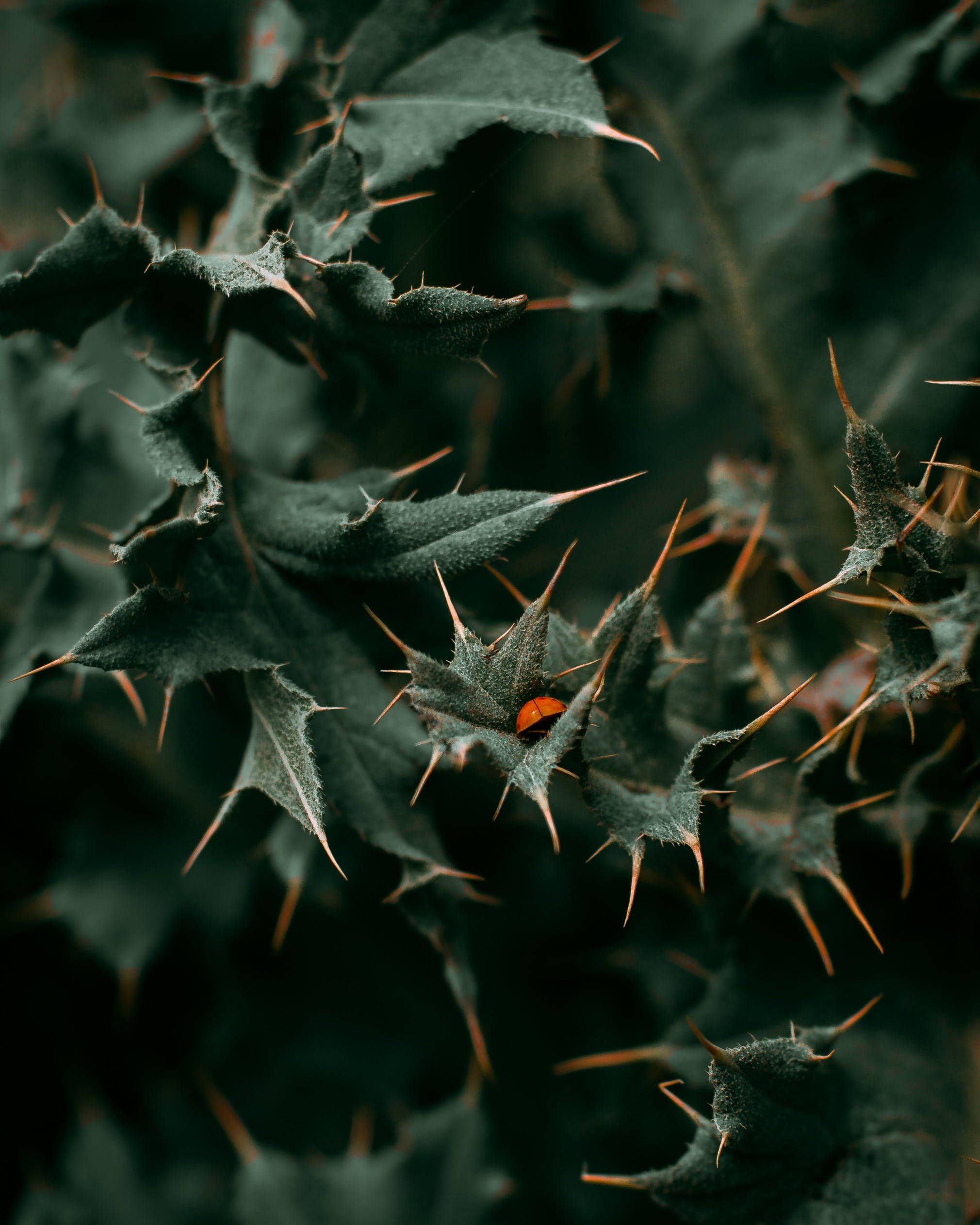 Ladybug, orange insect, dark green spiky leaves, Full HD Phone Wallpaper