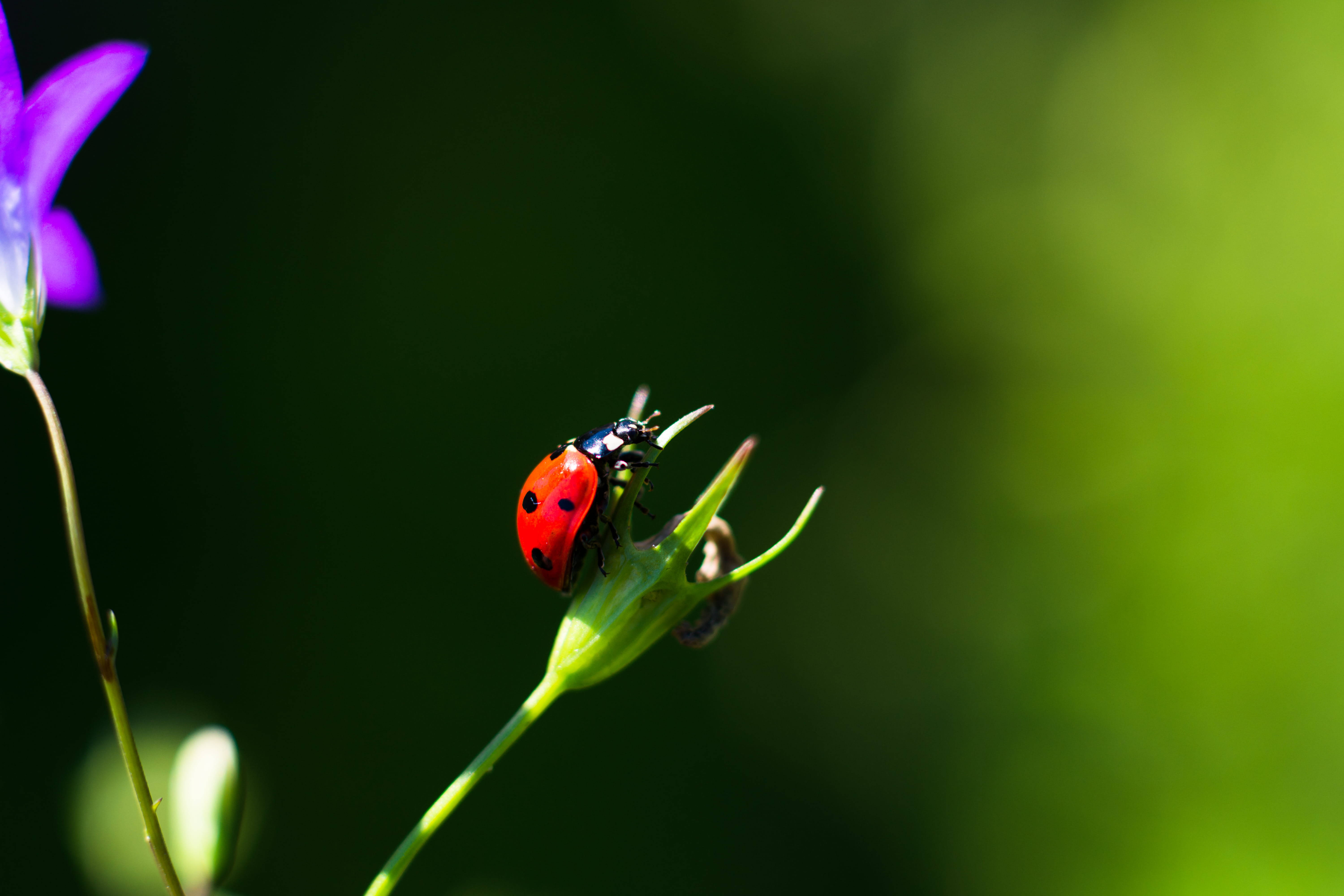 Ladybug, Asian beetle species, red, 5K Desktop Wallpaper