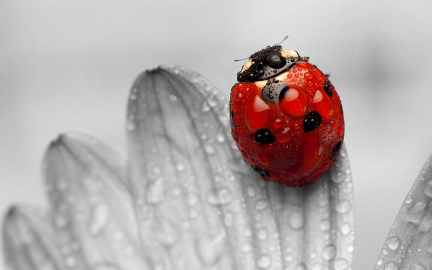 ladybug, greyscale flower, vibrant red, HD Desktop Wallpaper