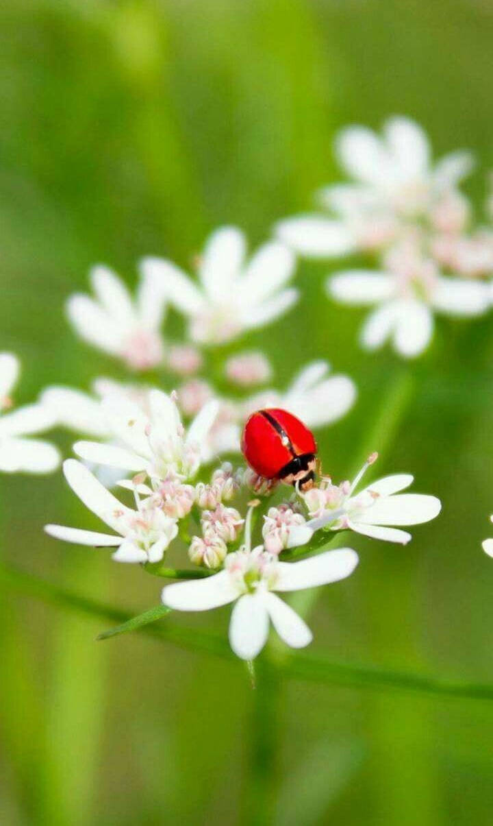 Ladybug, white flower, vibrant red, SD Phone Wallpaper