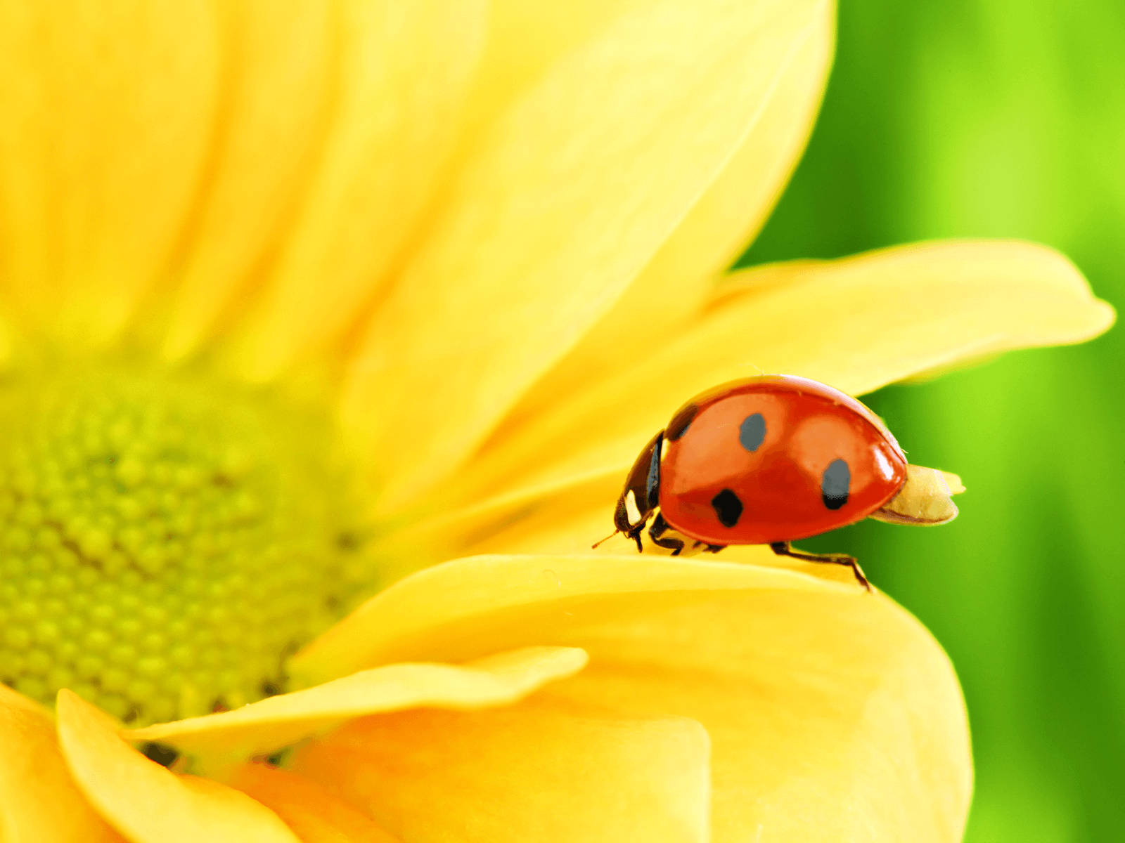 Ladybug, sunflower, red ladybug, HD Desktop Wallpaper