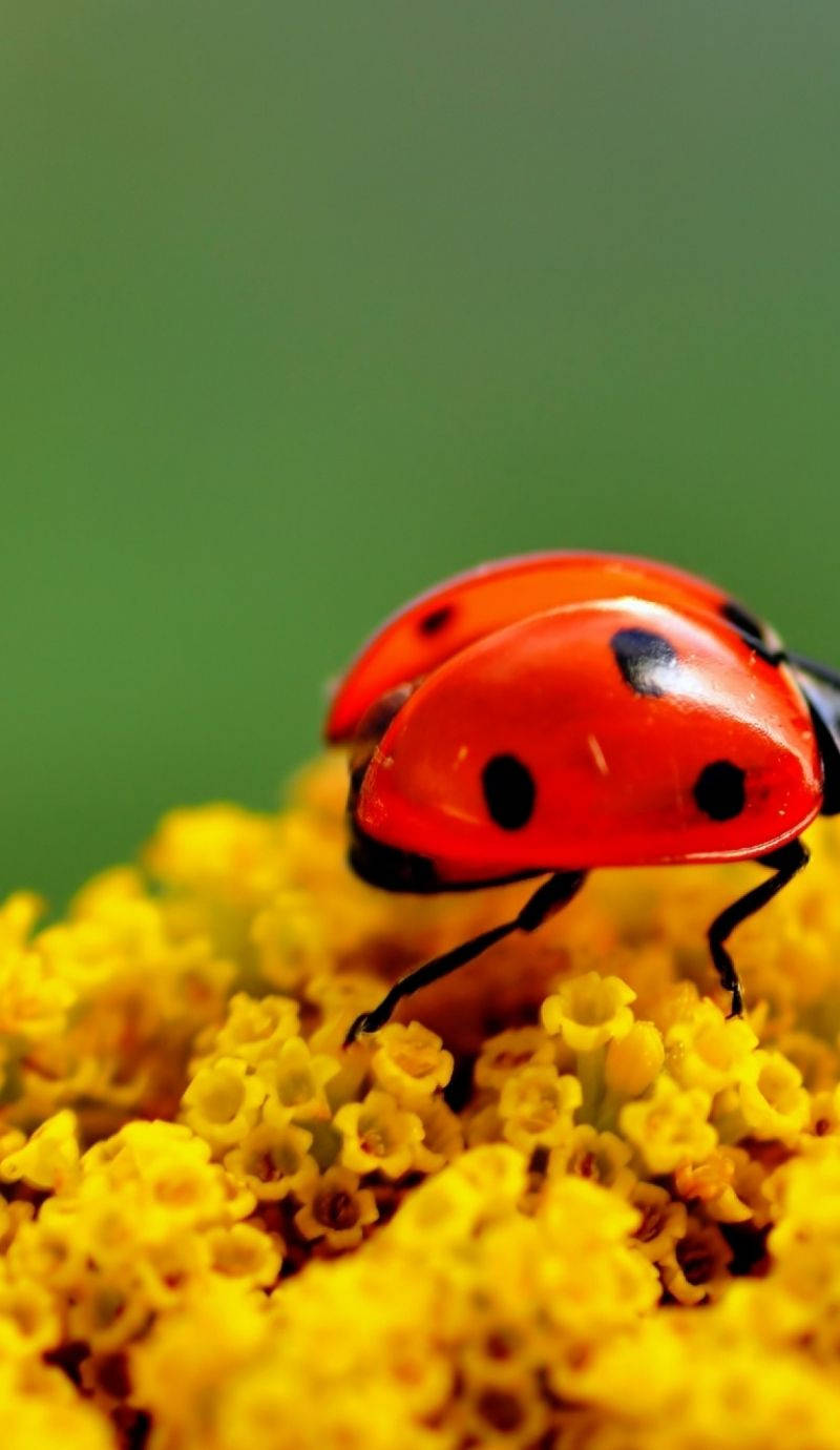 Ladybug, red ladybug, black spots, HD Phone Wallpaper