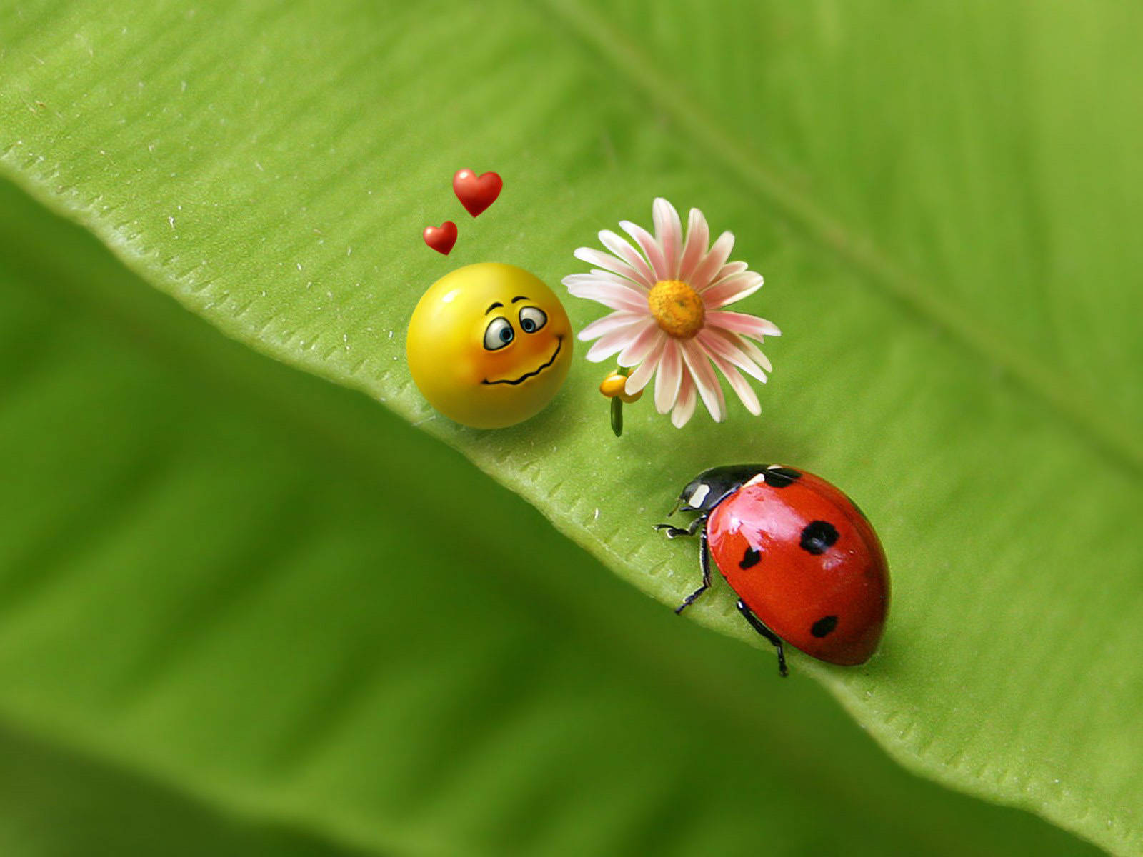 Ladybug, smiley emoji, yellow emoji, HD Desktop Wallpaper