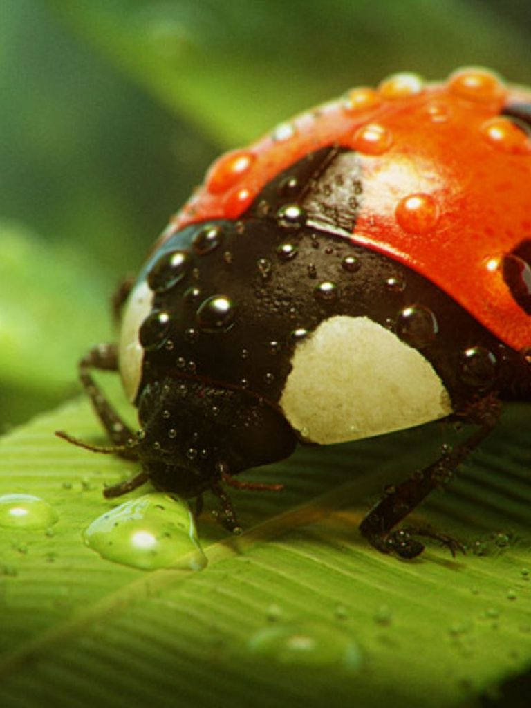 Ladybug, vibrant red, black, SD Phone Wallpaper