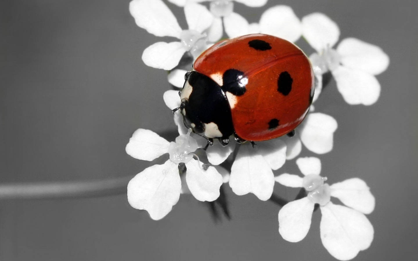 ladybug, red ladybug, black spots, HD Desktop Wallpaper