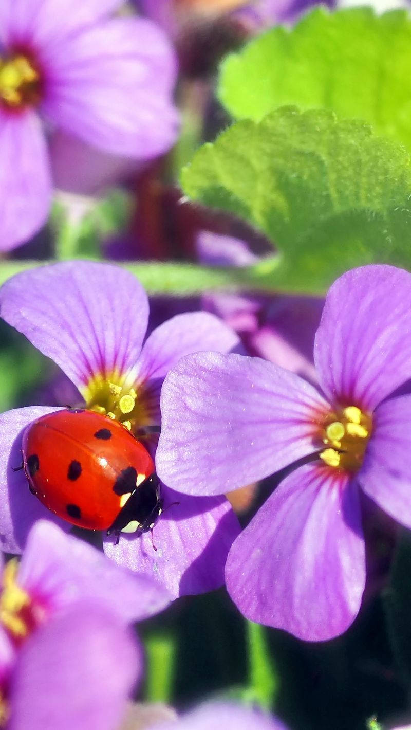 Ladybug, purple rock cress, vibrant red, HD Phone Wallpaper
