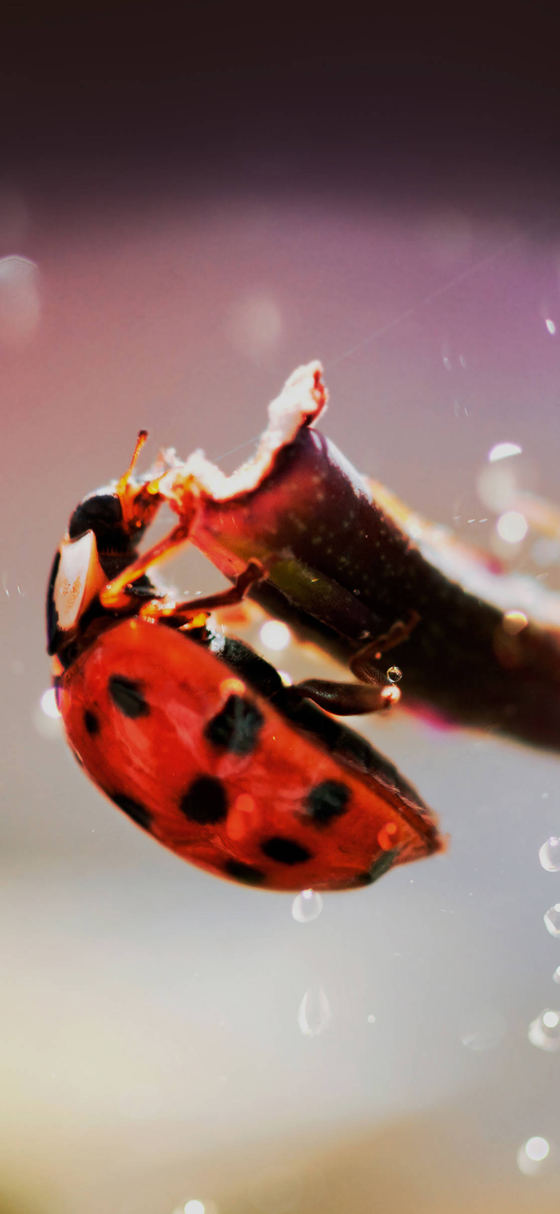 Ladybug, red, black spots, Full HD Phone Wallpaper
