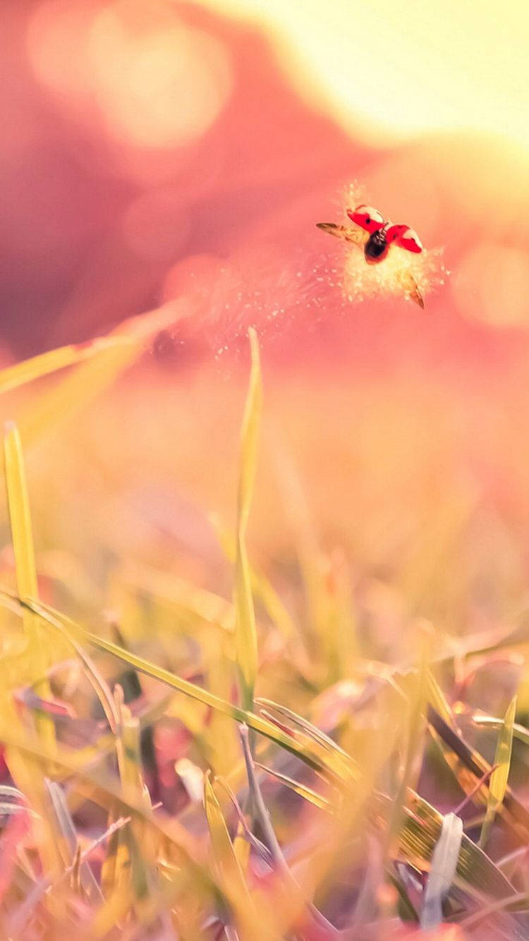 Ladybug, grassy field, sunset, HD Phone Wallpaper