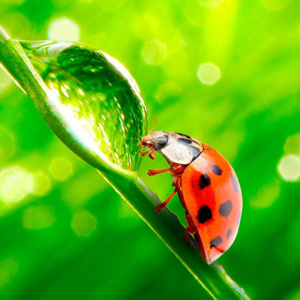 Ladybug, vibrant red, black spots, SD Desktop Wallpaper