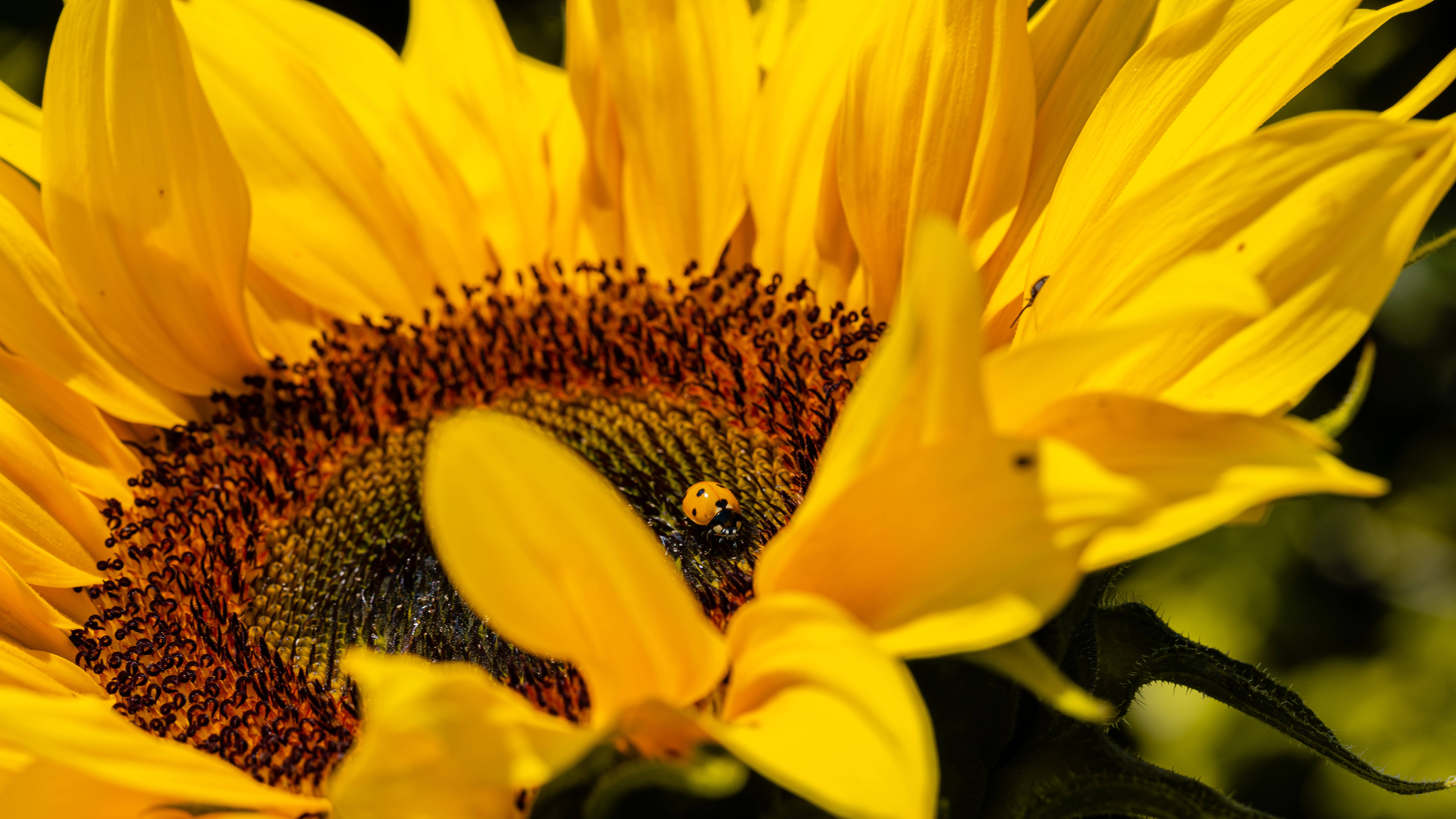 Ladybug, sunflower, dark center, 8K Desktop Wallpaper