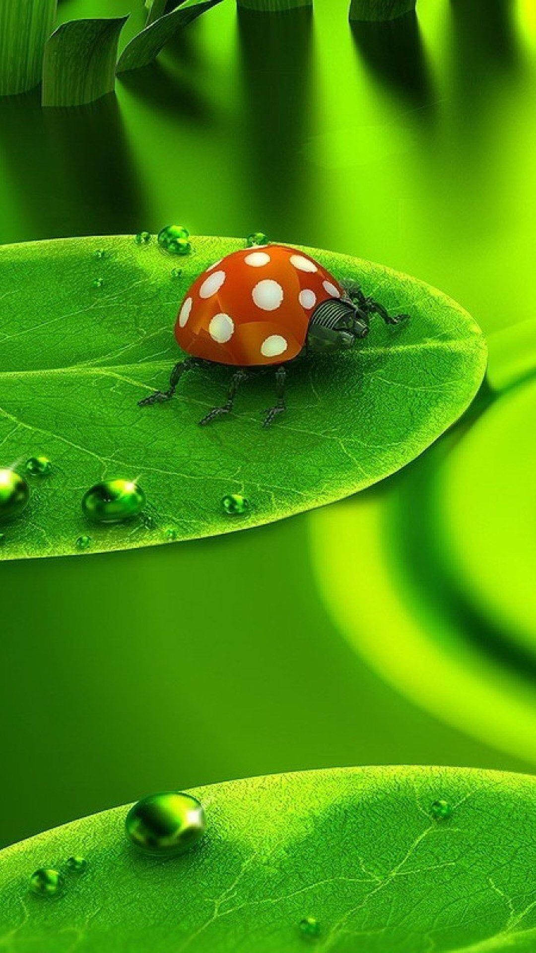 Ladybug, red, white spots, Full HD Phone Wallpaper