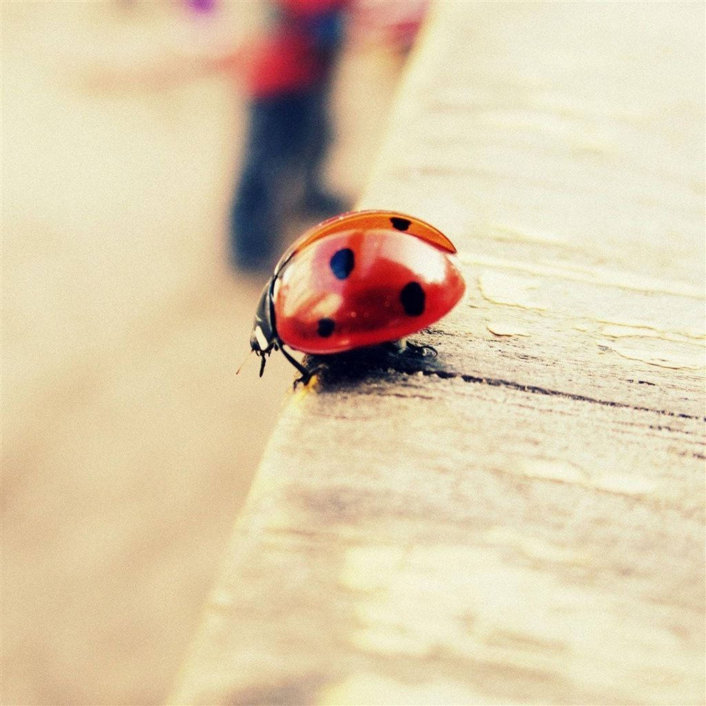ladybug, red, black spots, SD Desktop Wallpaper