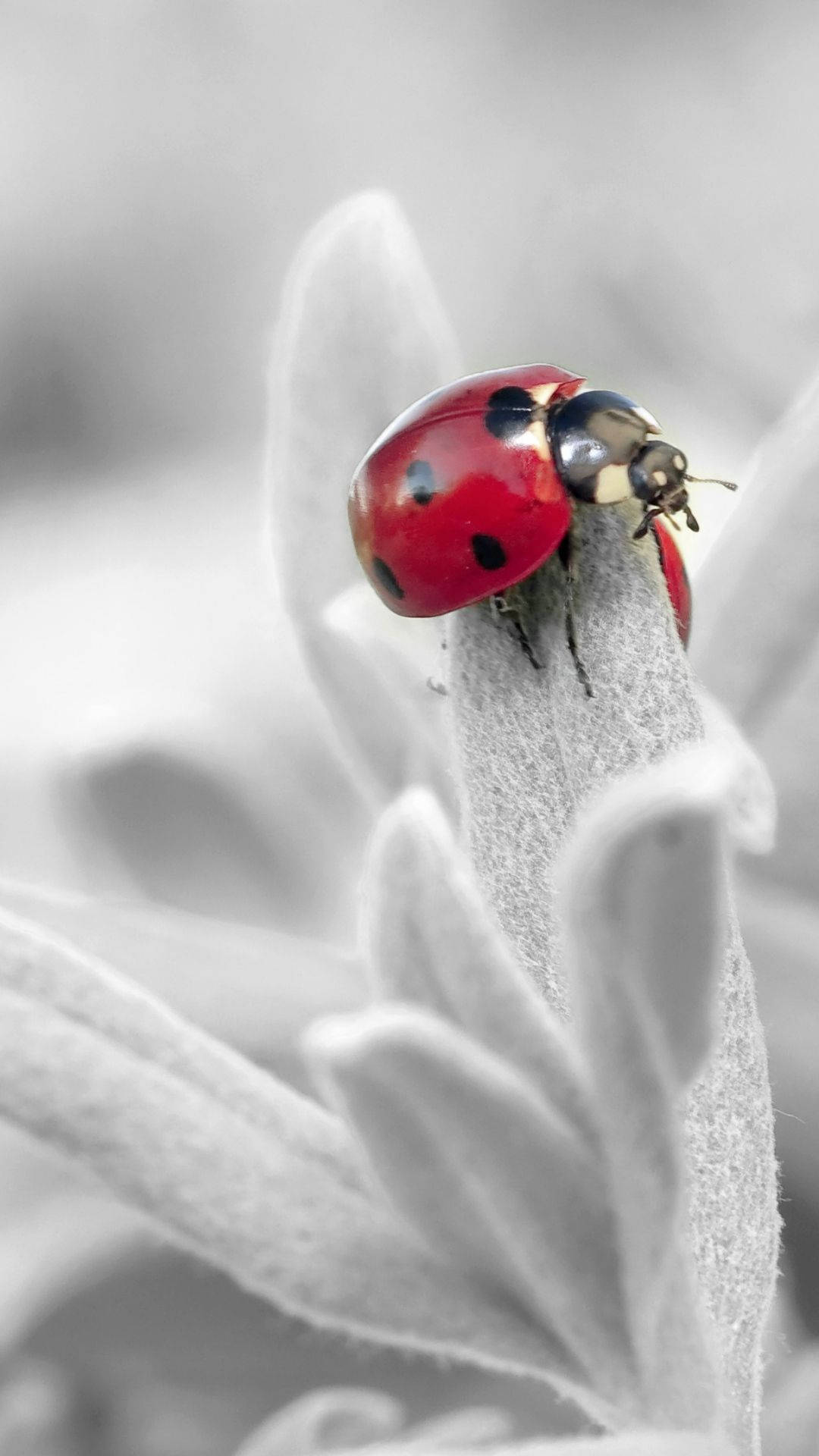 red ladybug, black spots, soft gray leaf, Full HD Phone Wallpaper