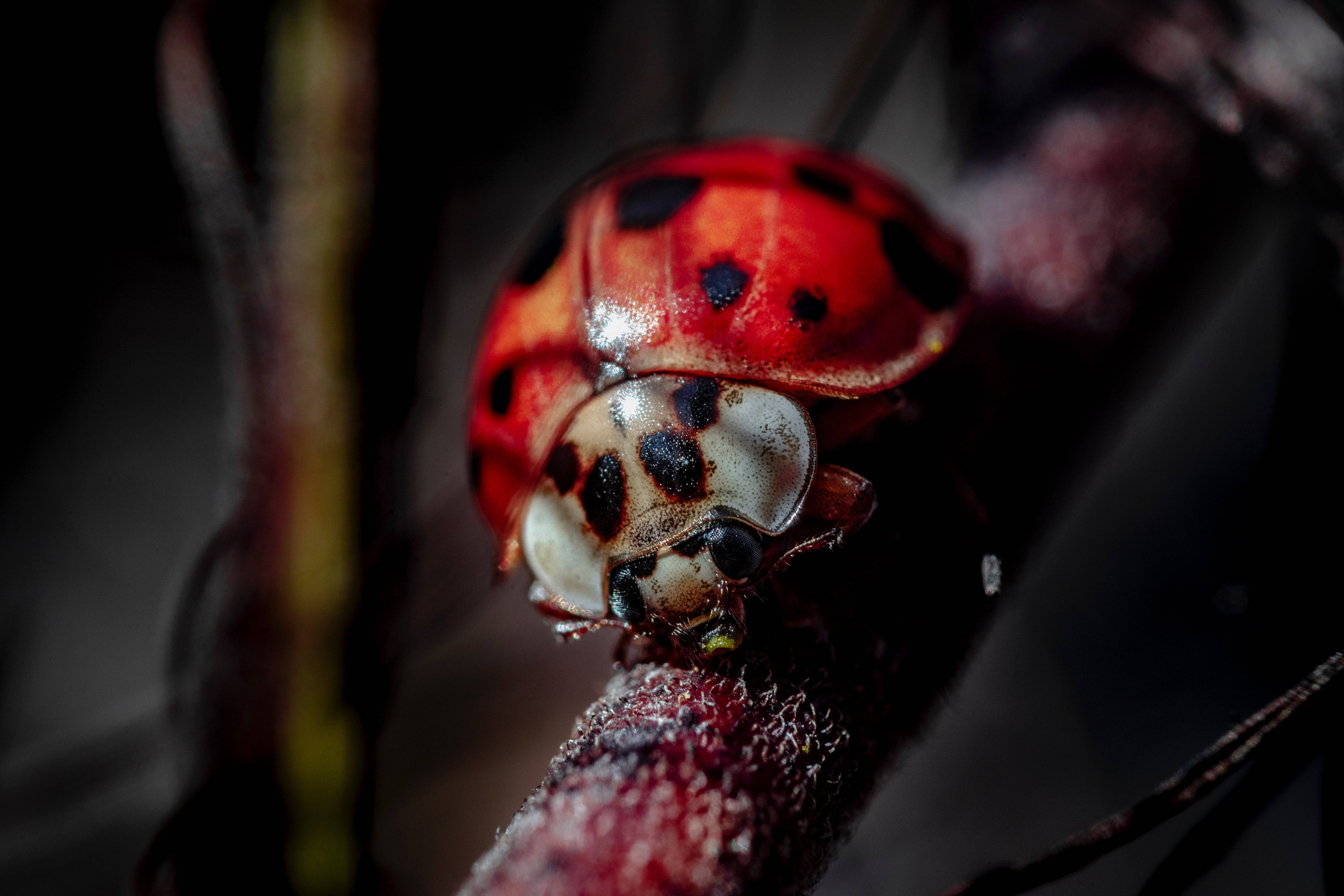 ladybug, red, black spots, 5K Desktop Wallpaper