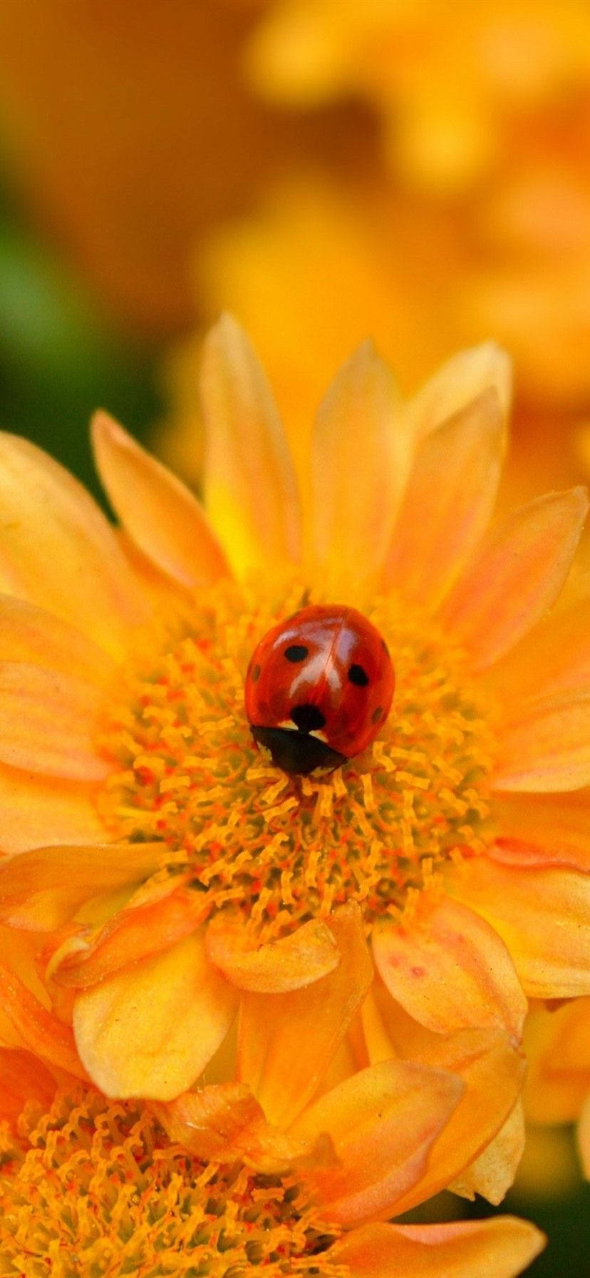 ladybug, orange corn daisy, red ladybug, HD Phone Wallpaper