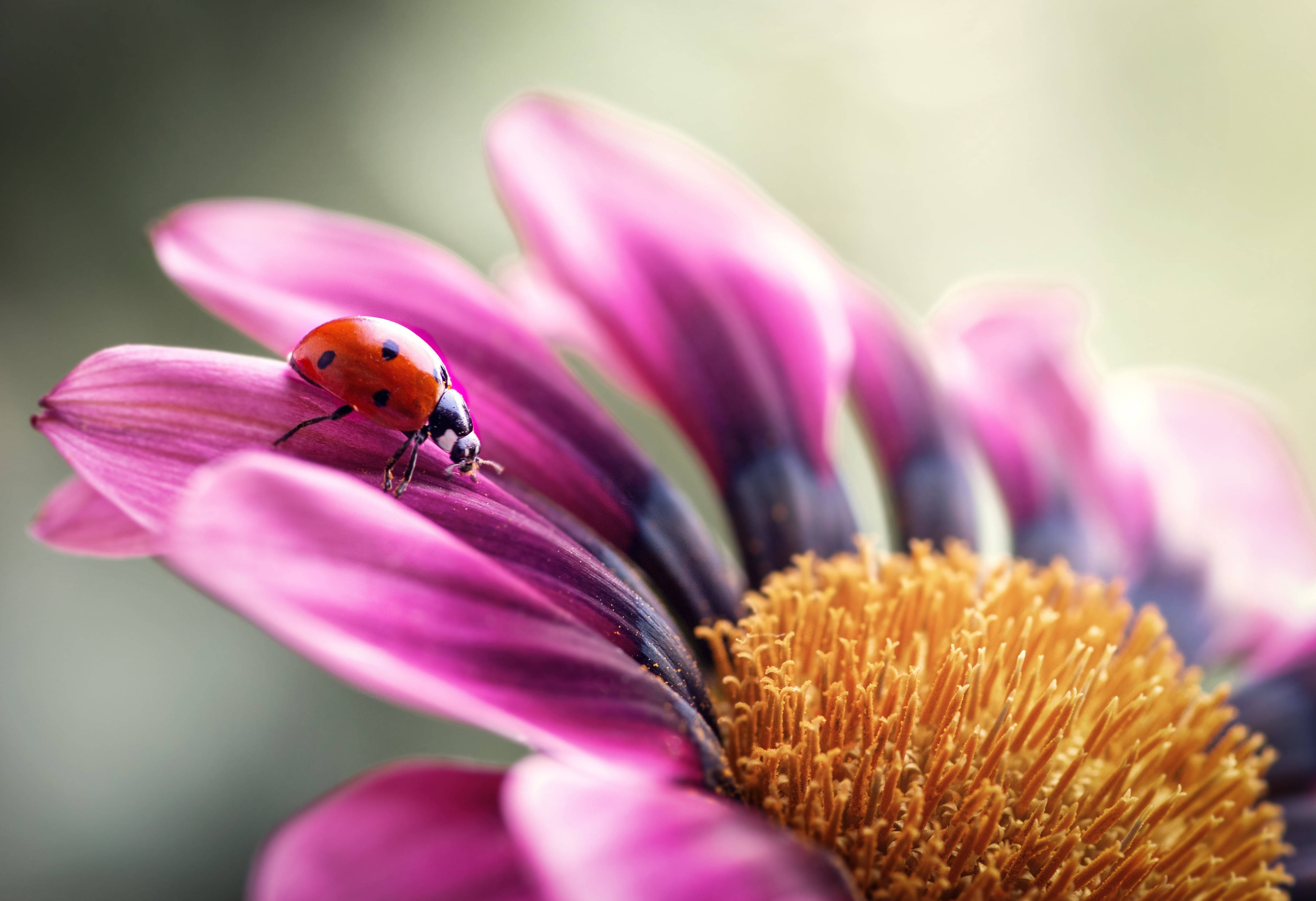 Ladybug, pink African daisy, vibrant red, 4K Desktop Wallpaper