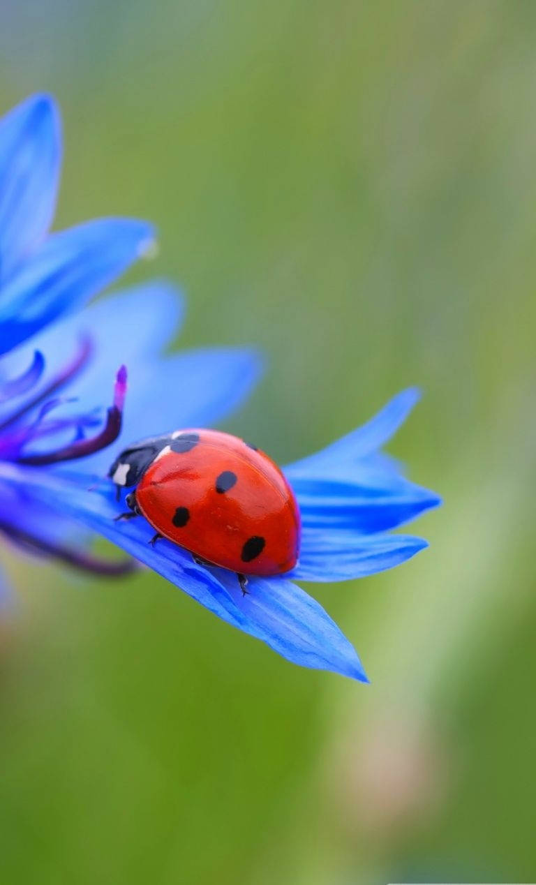 Ladybug, blue cornflower, red ladybug, SD Phone Wallpaper