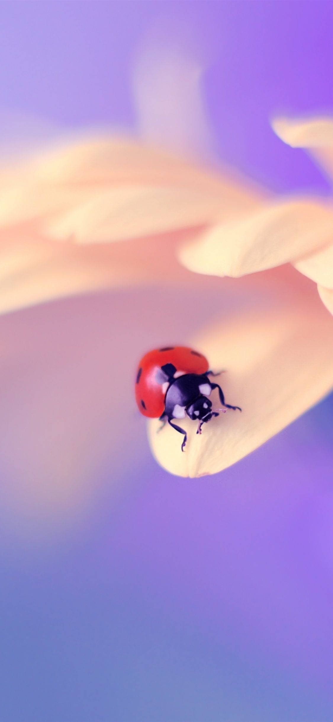 ladybug, red ladybug, yellow flower petal, Full HD Phone Wallpaper