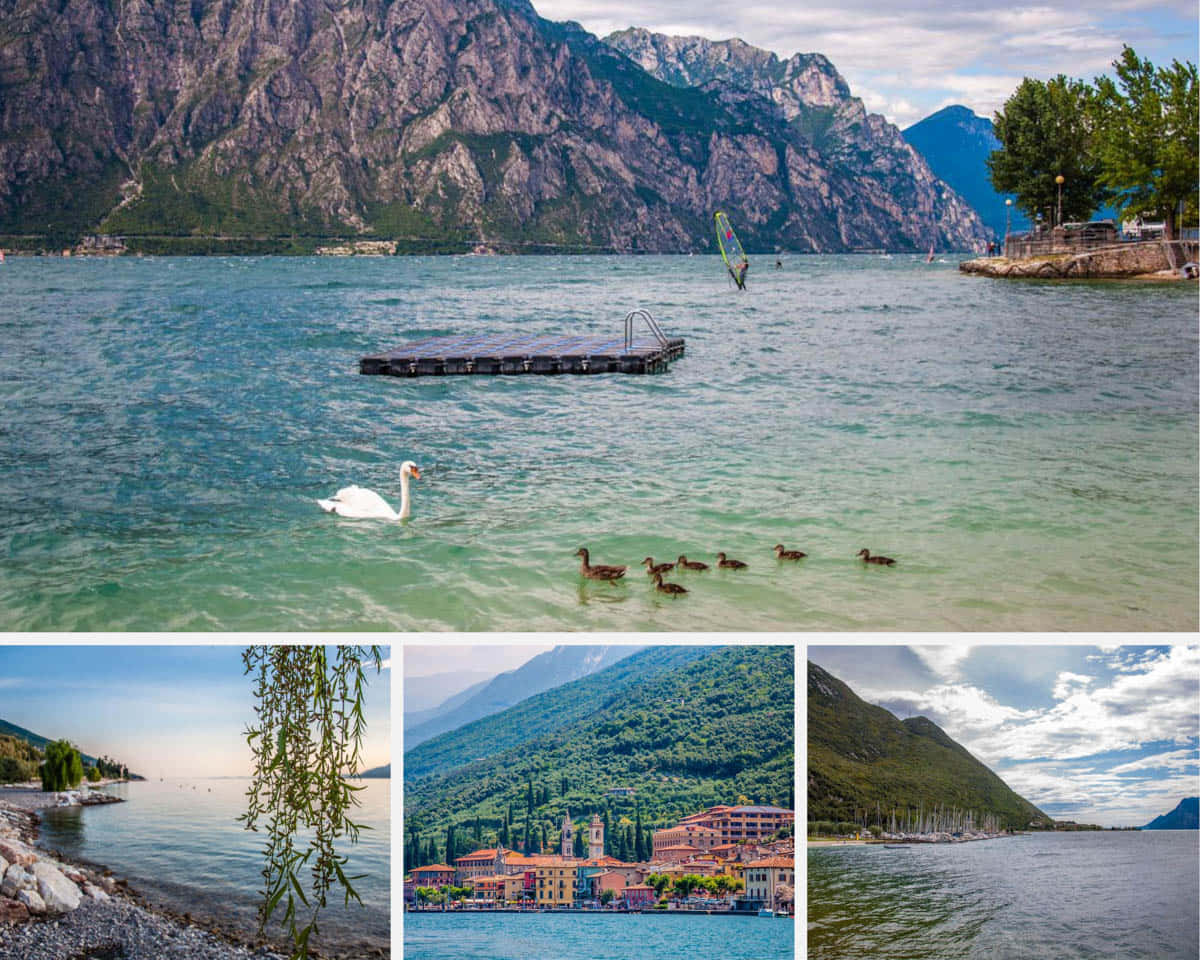 Lago Di Garda, white swan, ducklings, SD Desktop Wallpaper